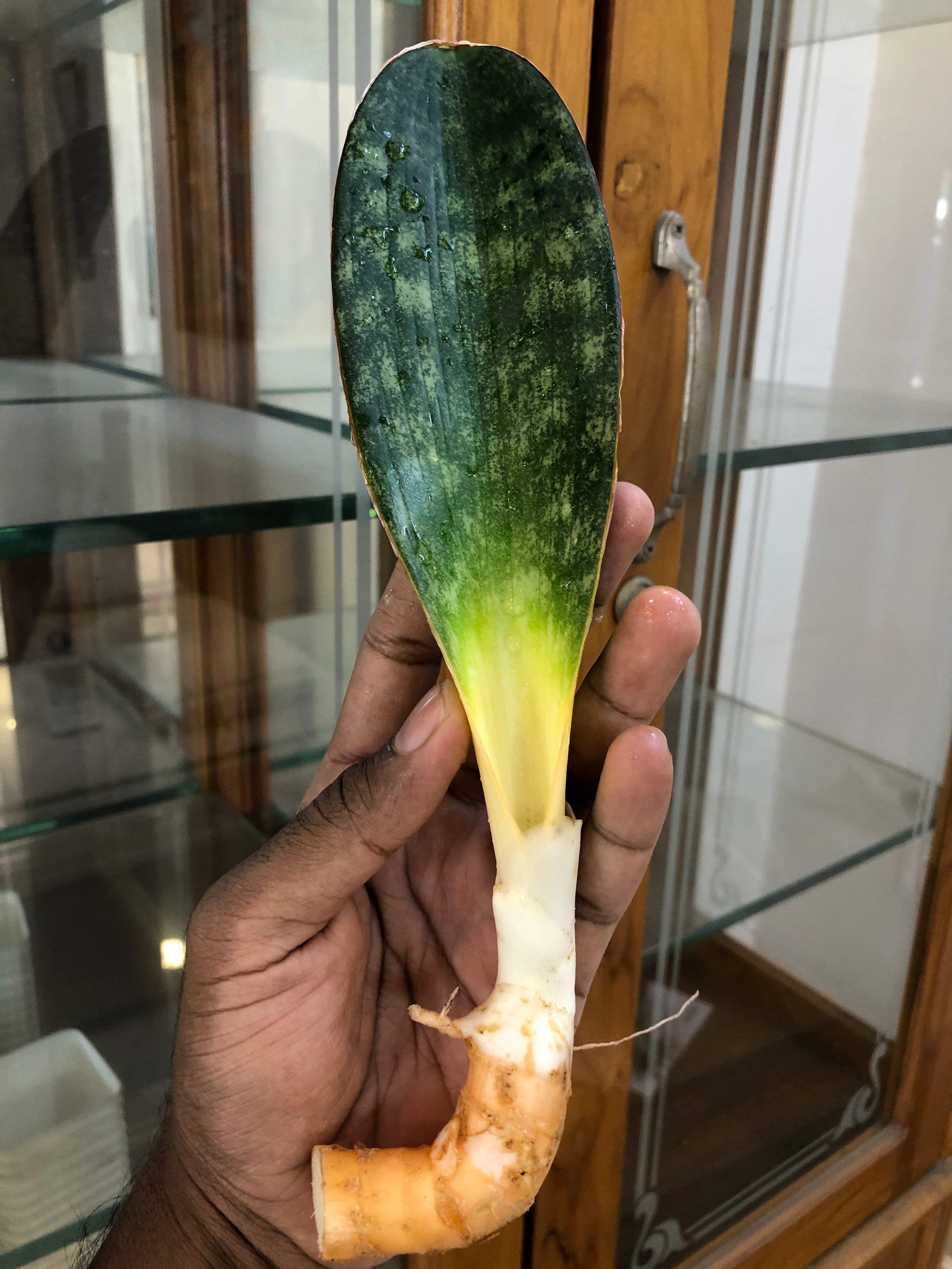 sansevieria HAWAIIAN STAR