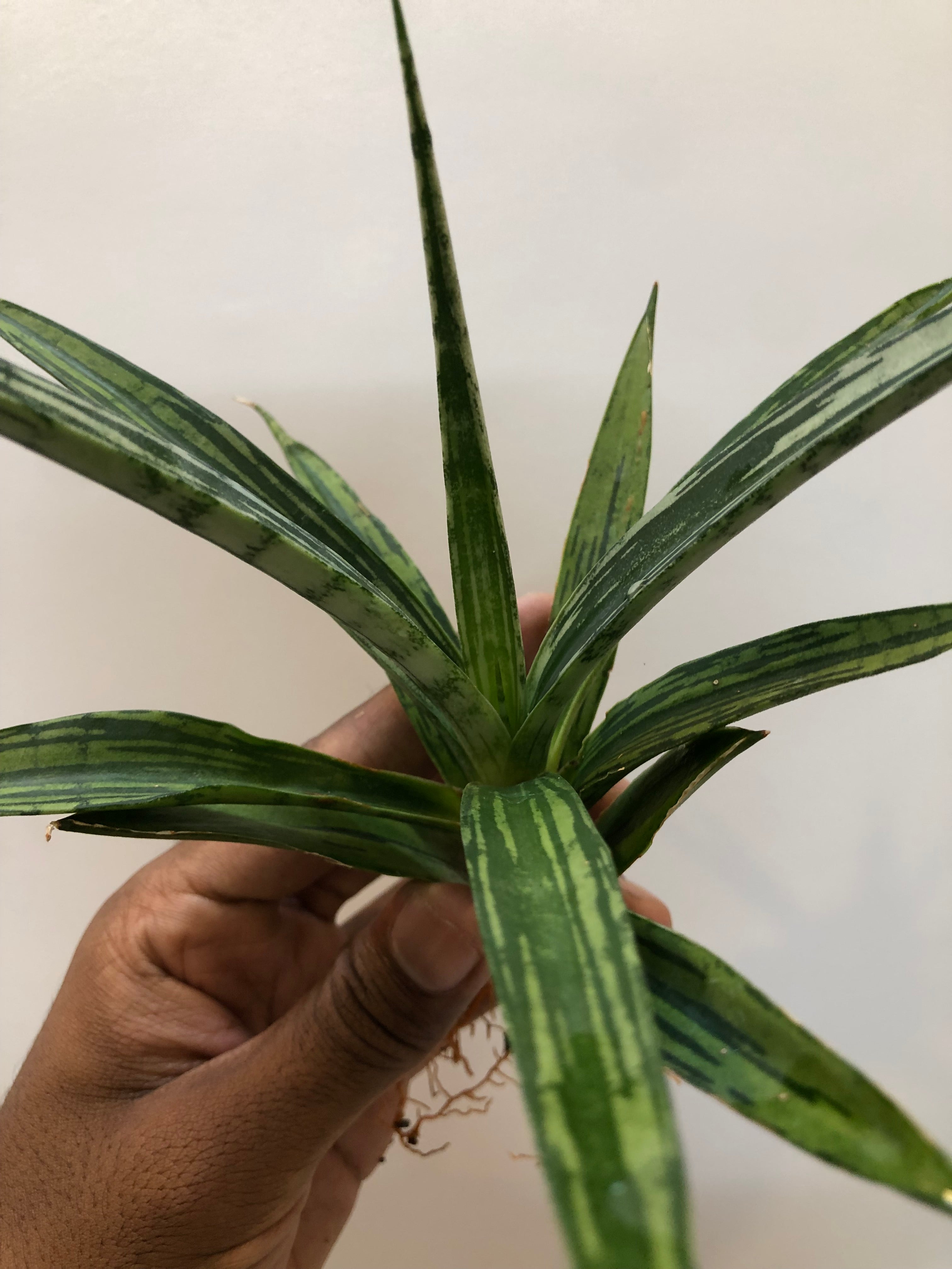 Sansevieria FON PRUM