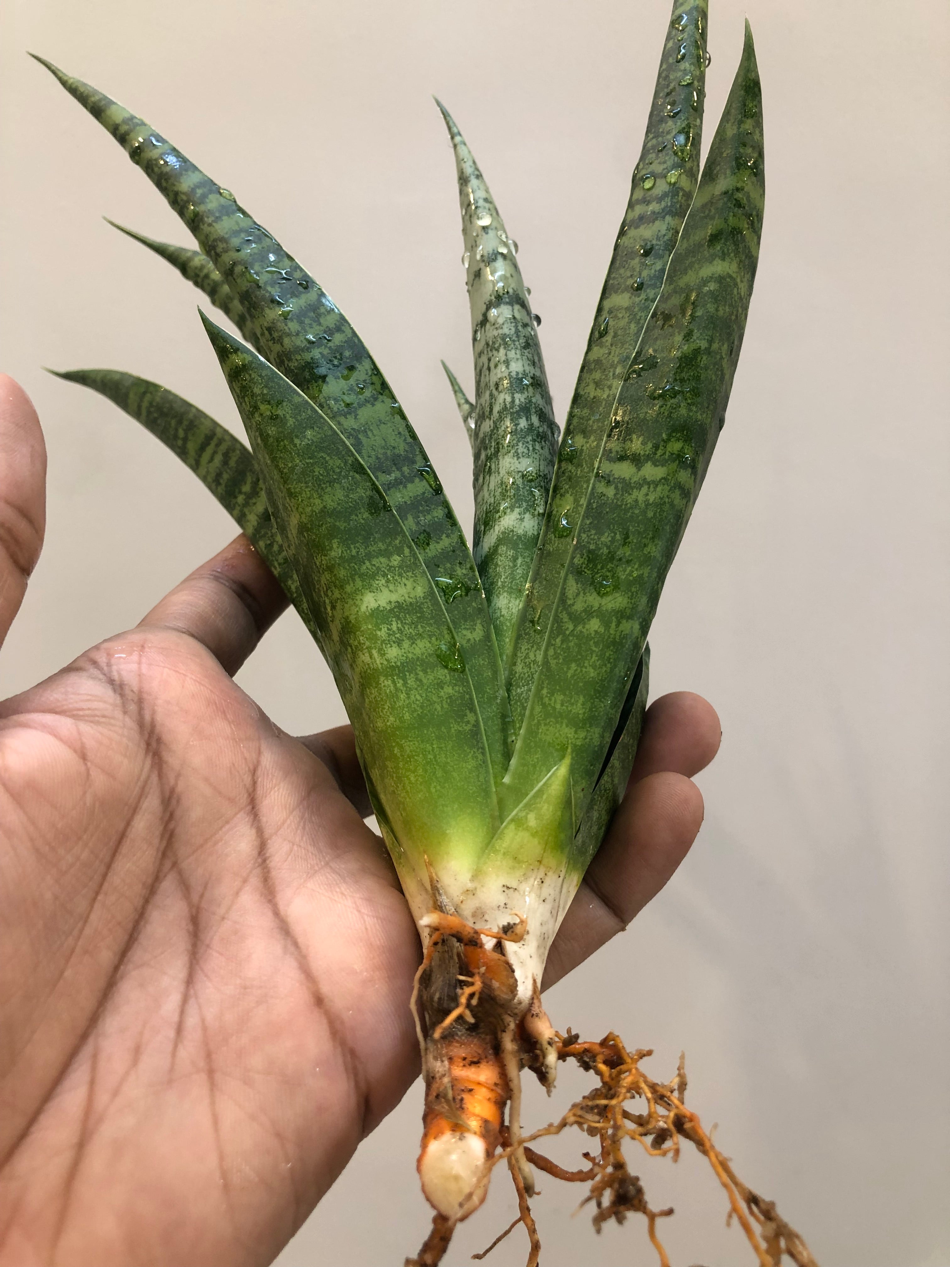 Sansevieria CHAIYO