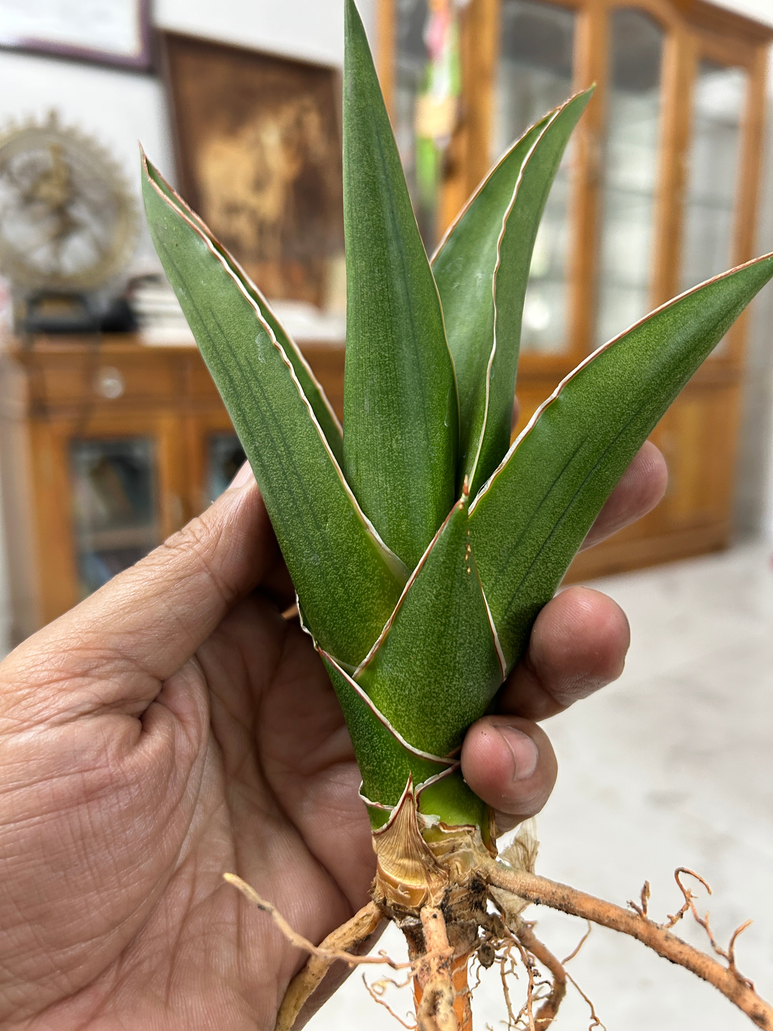 Sansevieria Hybrid AYA