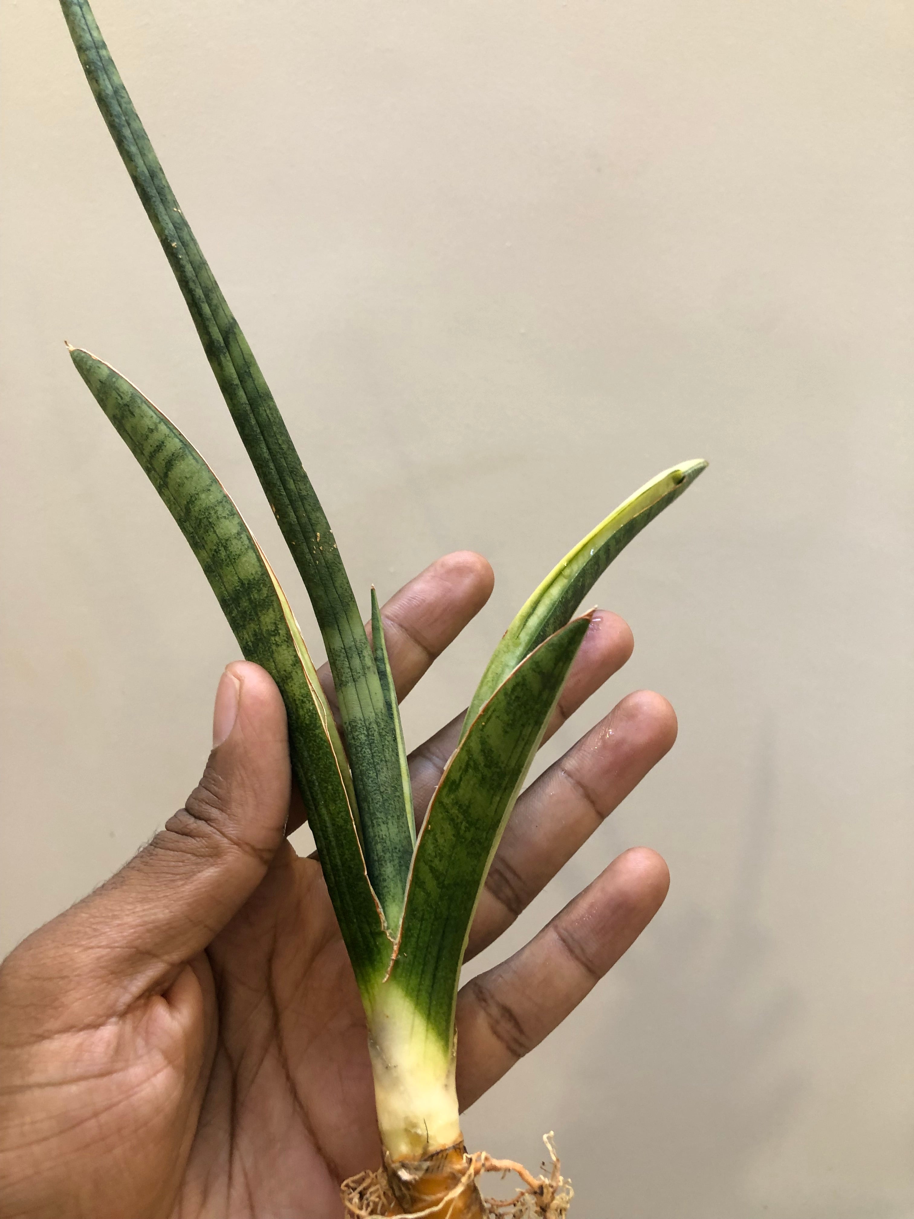 Sansevieria BANDIPUR WHITE VAR