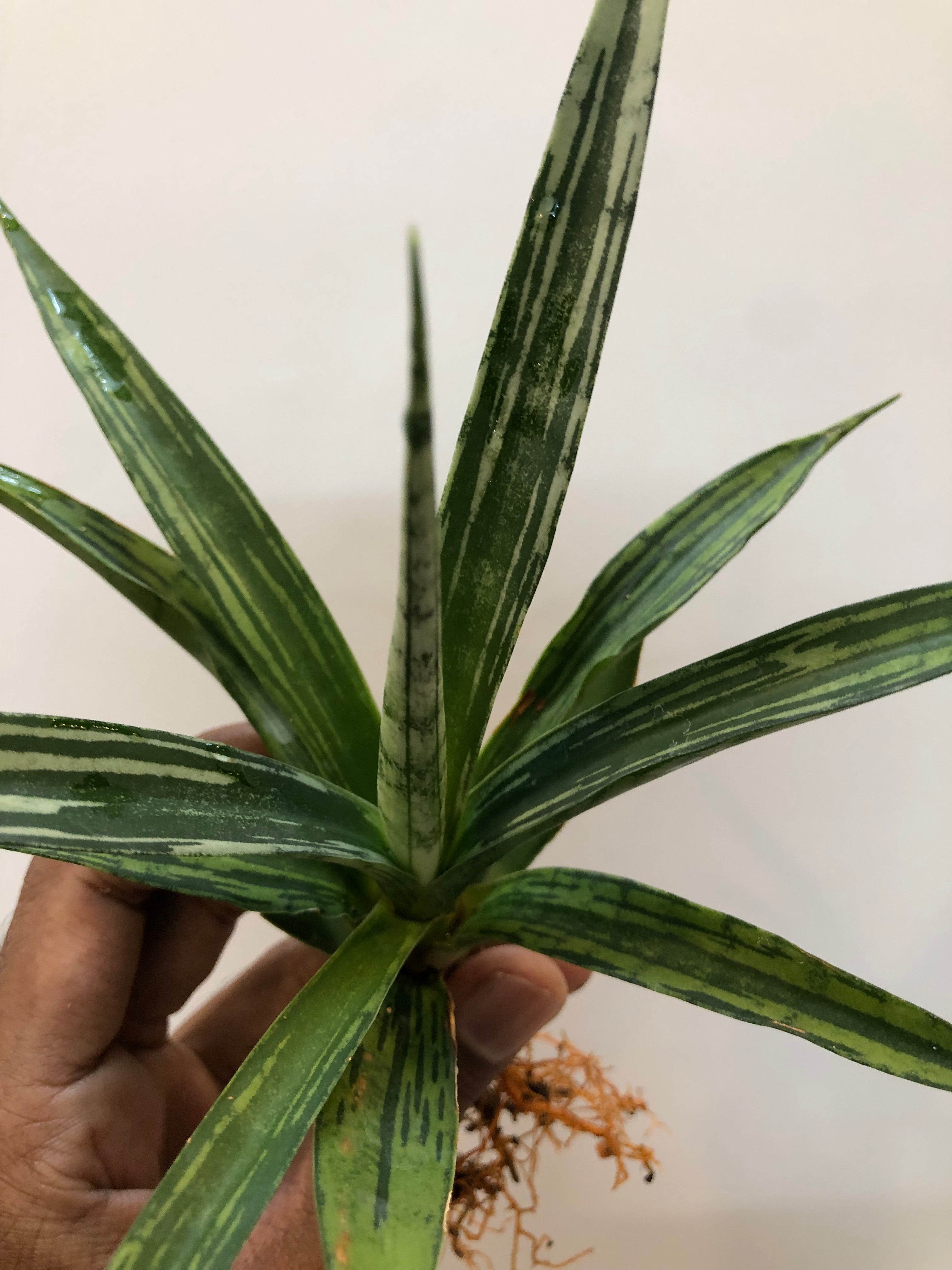 Sansevieria FON PRUM