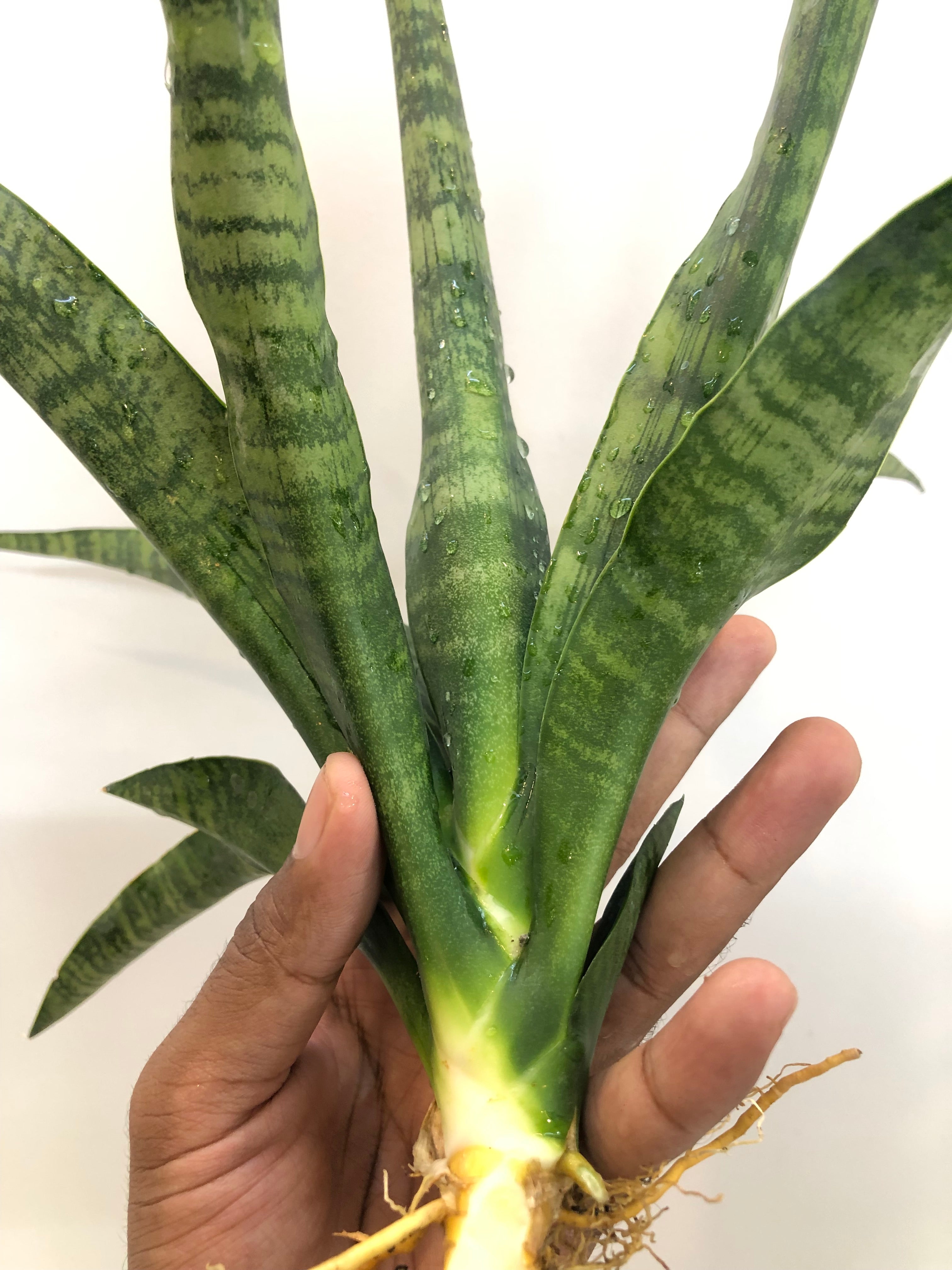 Sansevieria BALLERIAN SPECIMEN