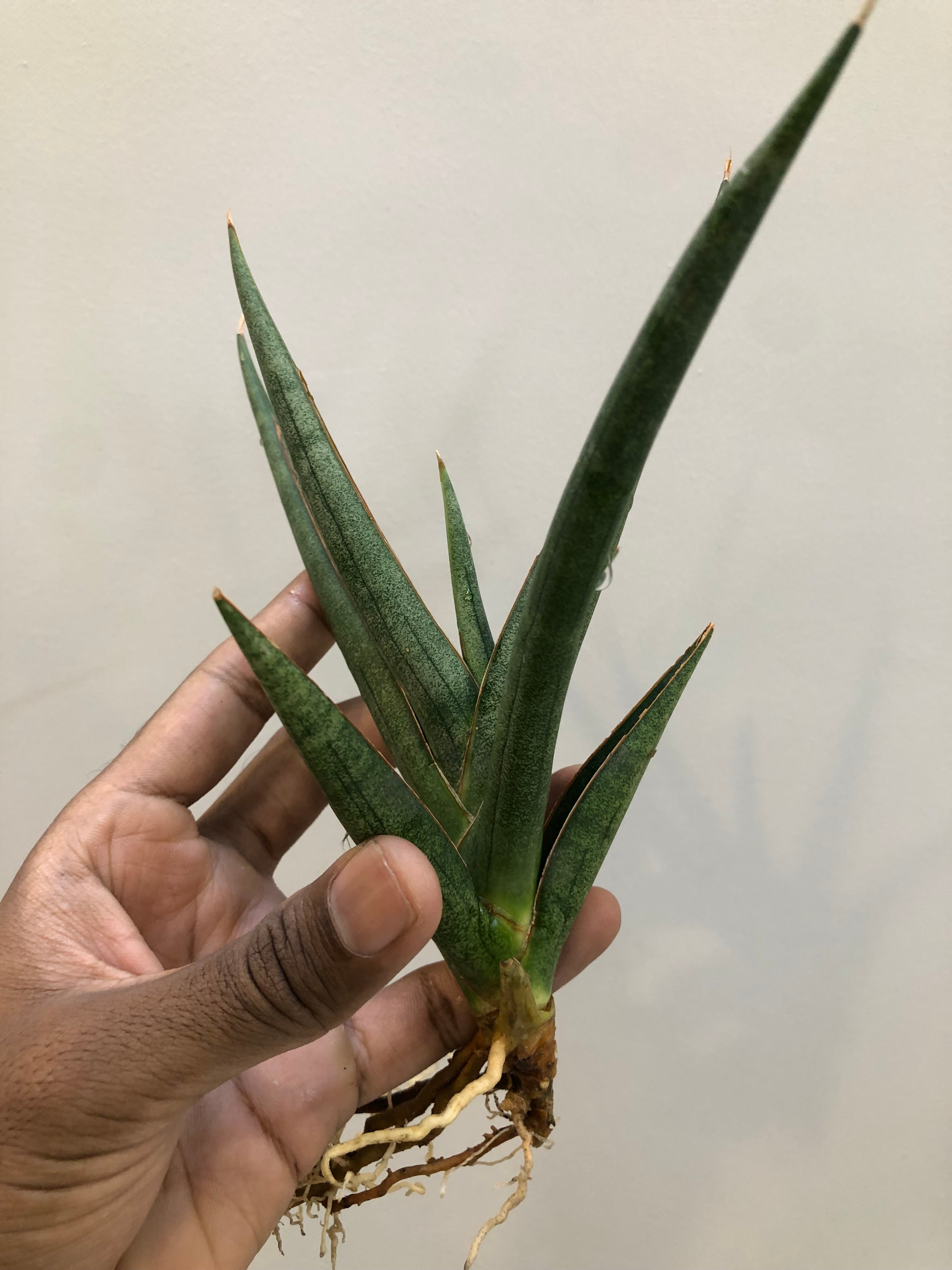 Sansevieria DAWWA