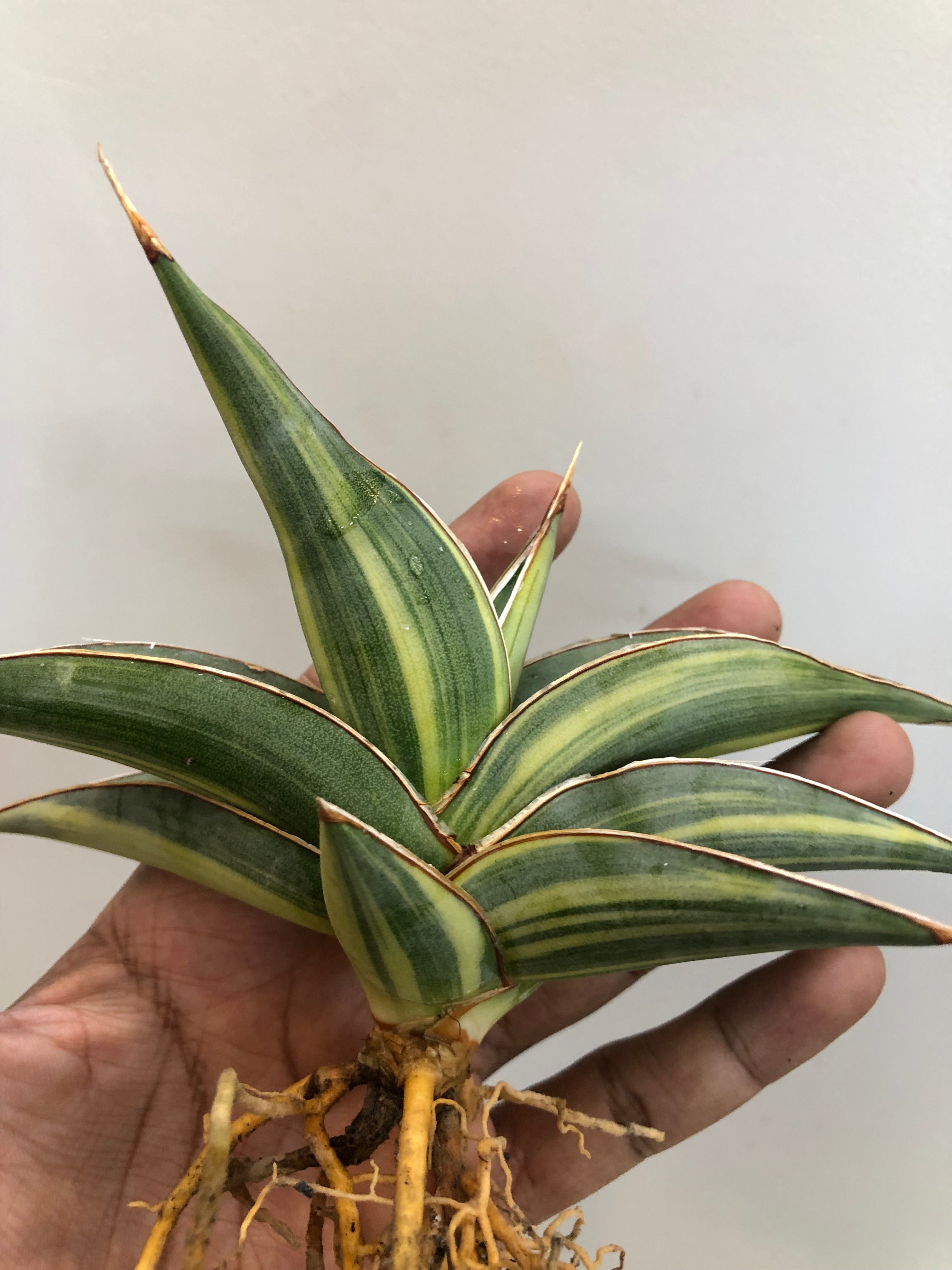 Sansevieria JBT SILVER