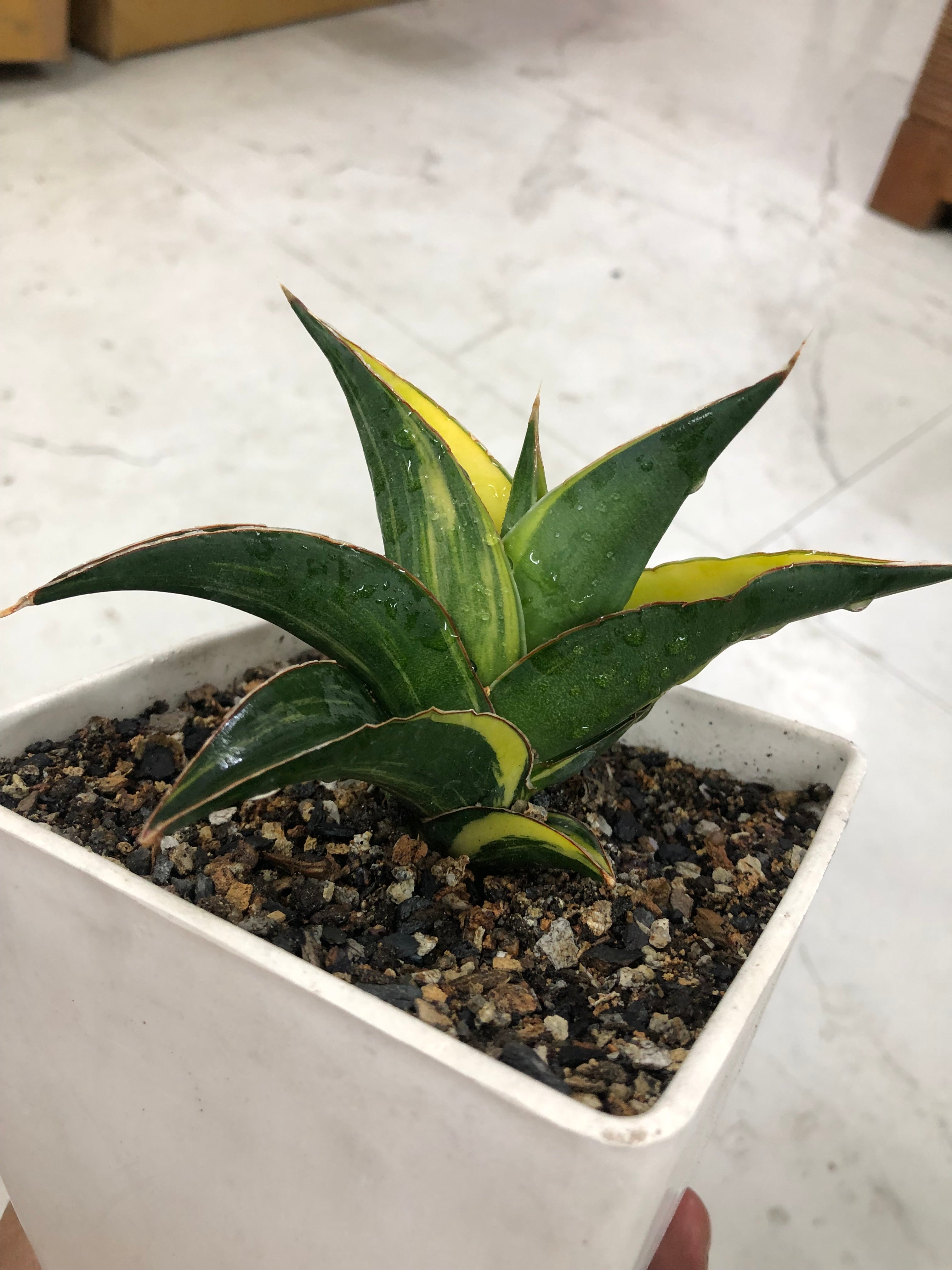Sansevieria KUKU BIMA VARIEGATED