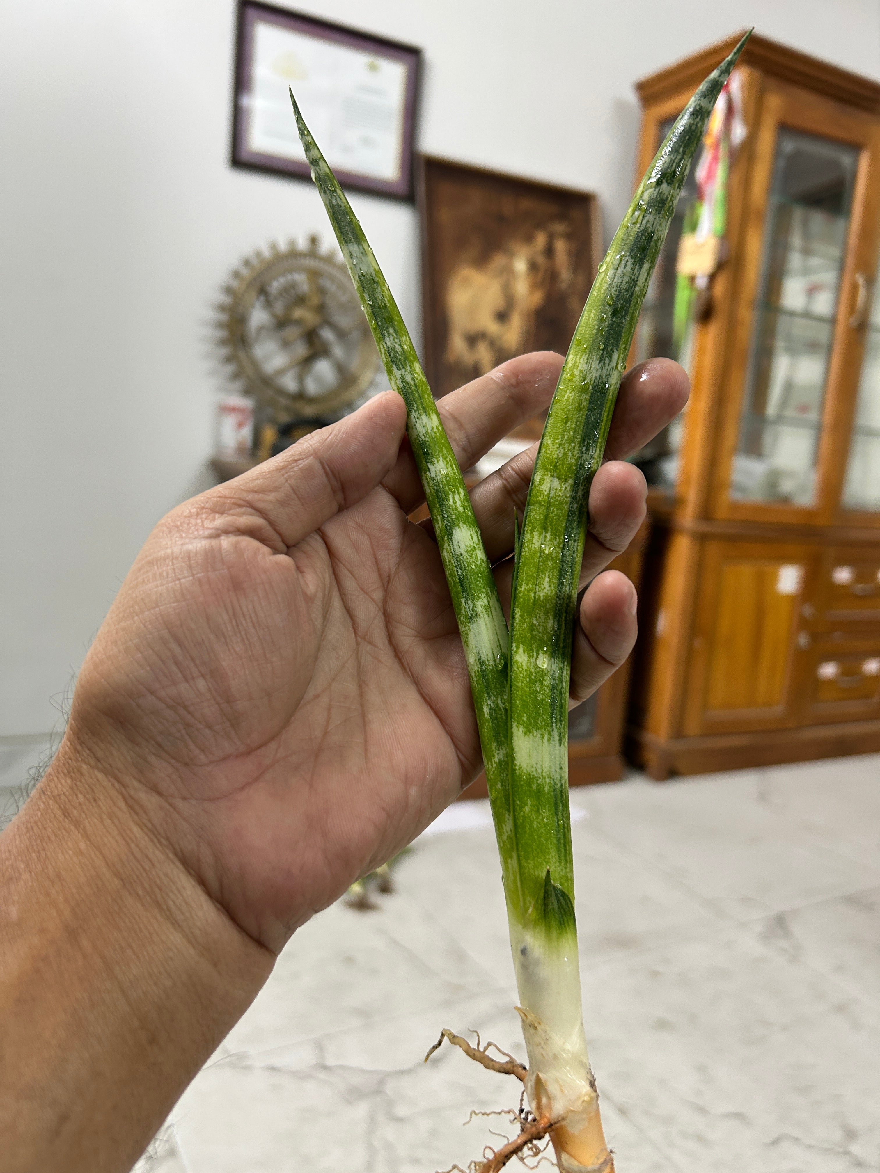 Sansevieria FERNWOOD VARIEGATED