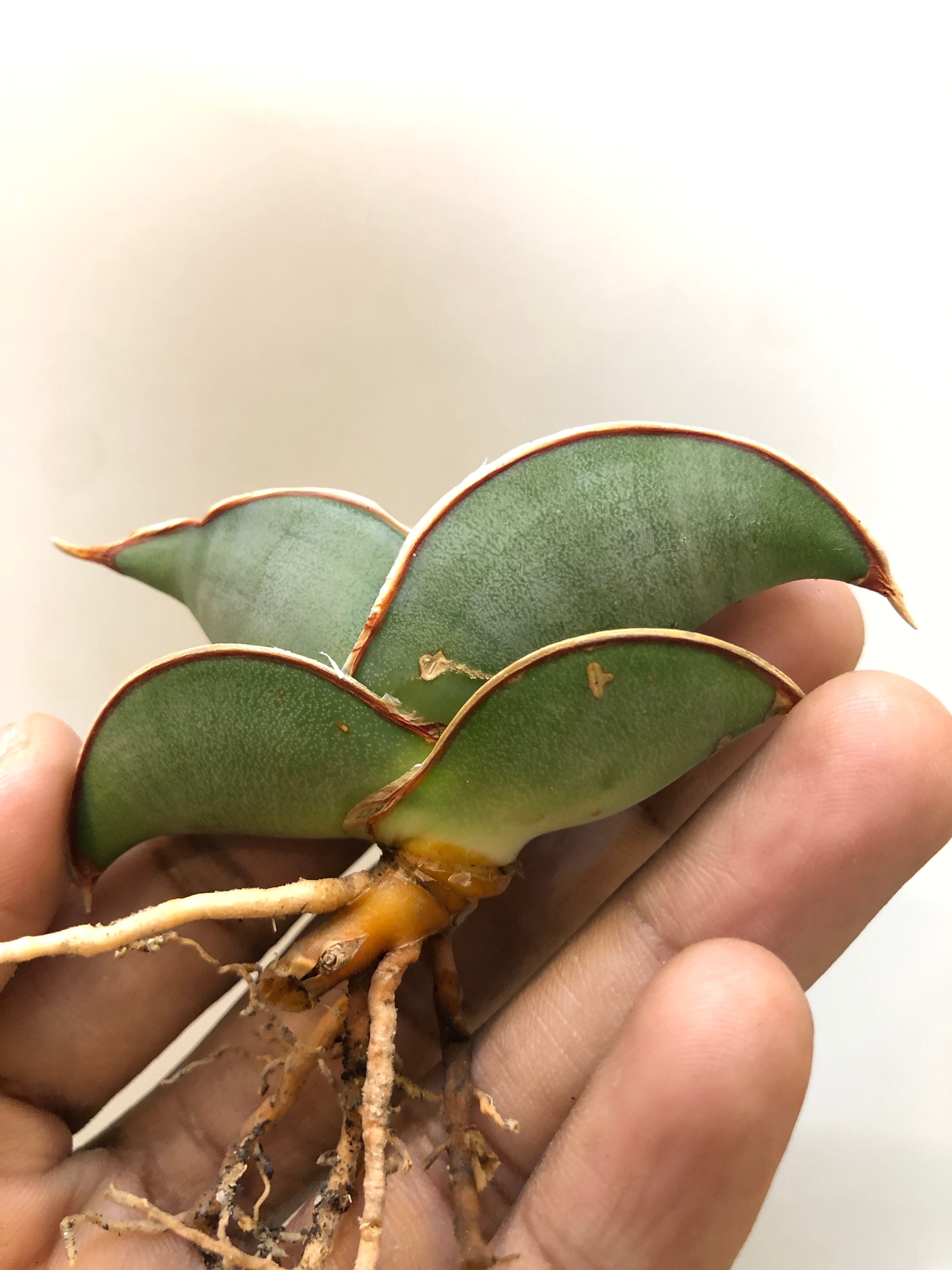 Sansevieria BANANA