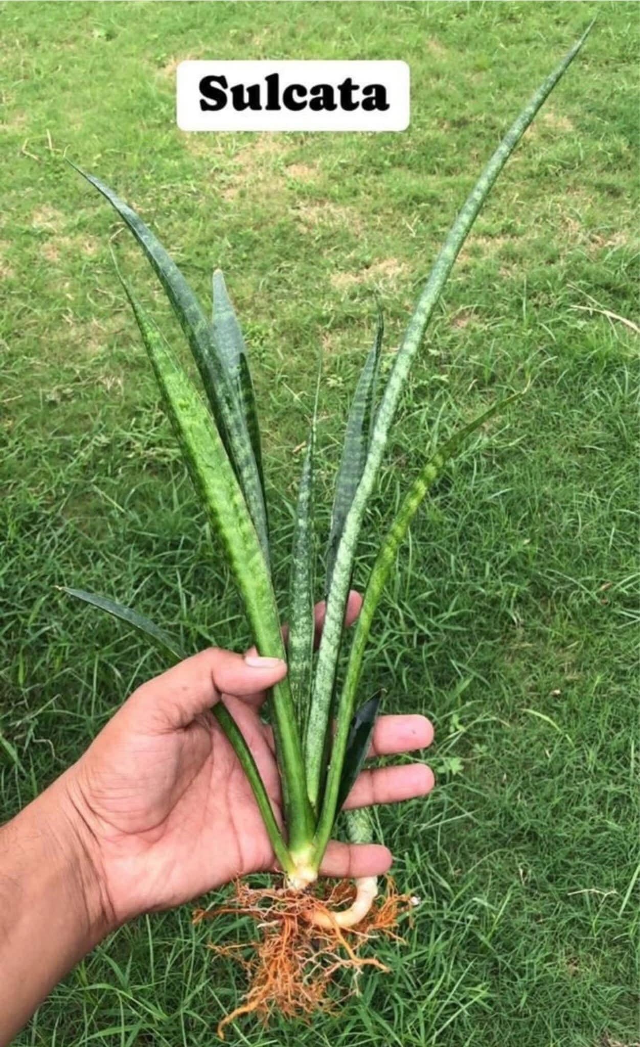 Sansevieria Combo of 7 LARGE PLANTS