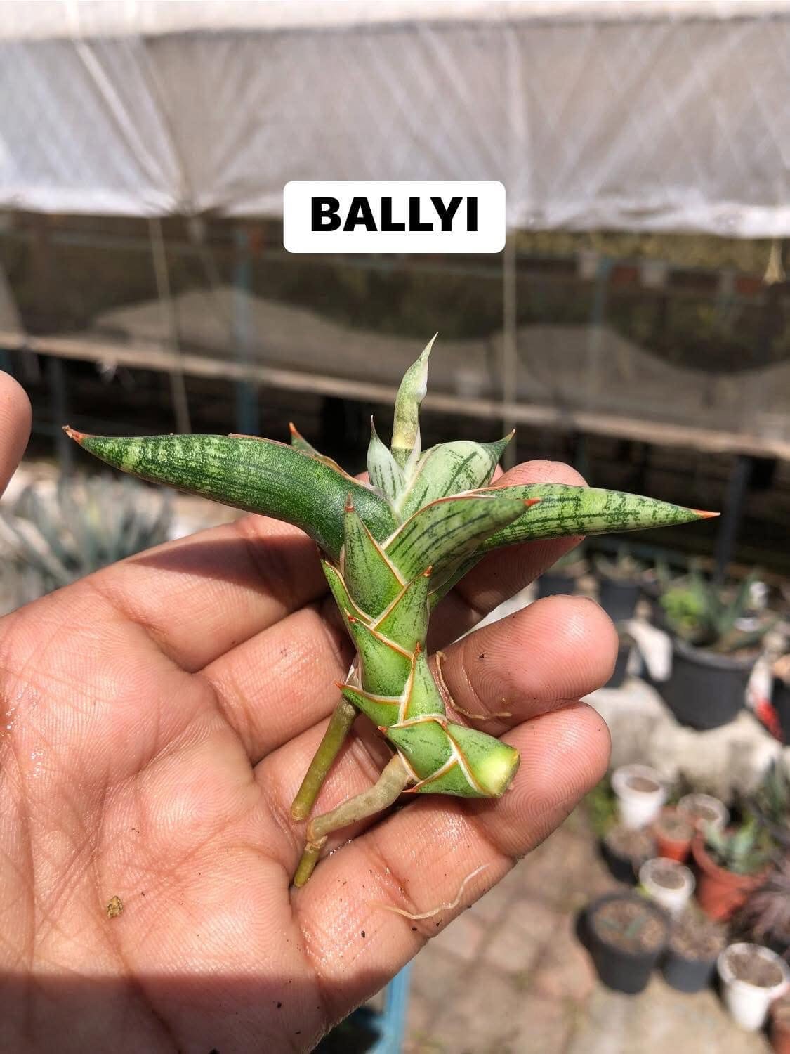 Sansevieria Combo Of 7 Plants
