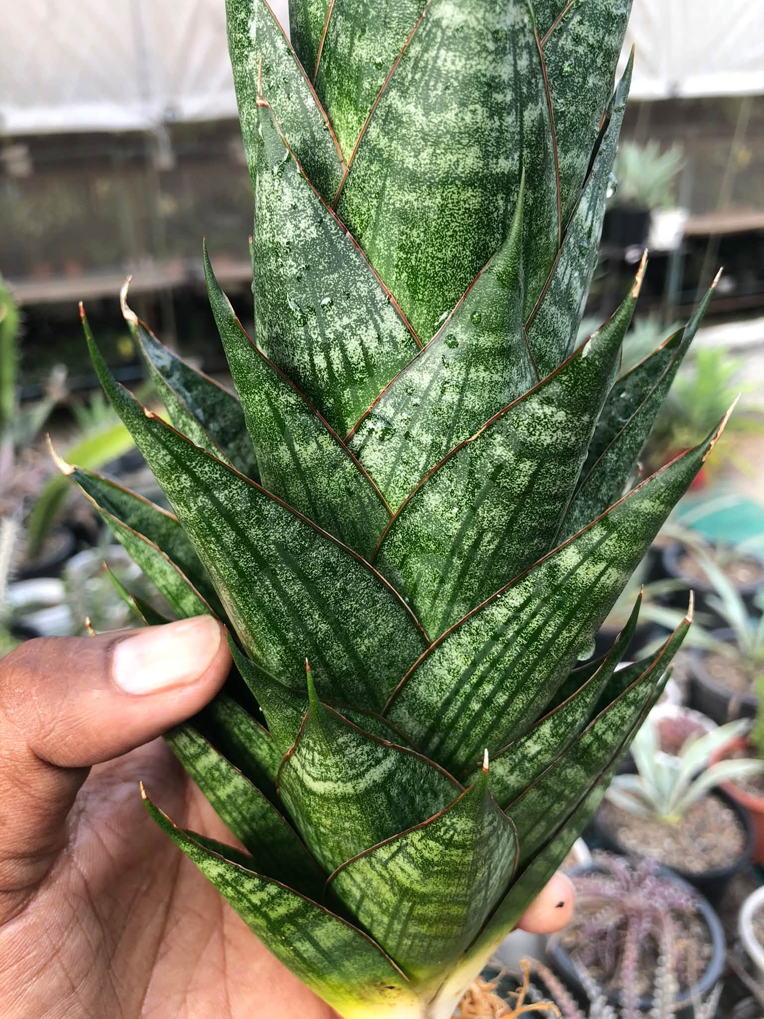 Sansevieria DRAGON SCALE LARGE