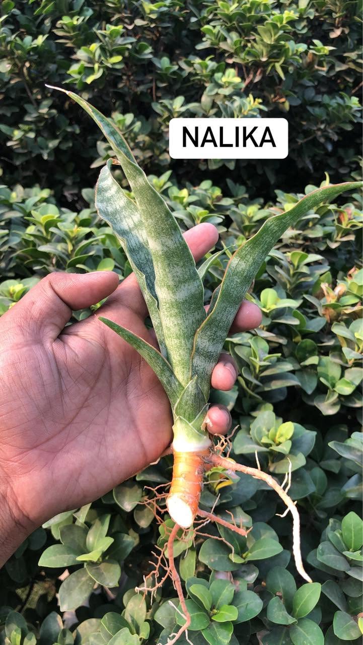 Combo of 10 sansevieria