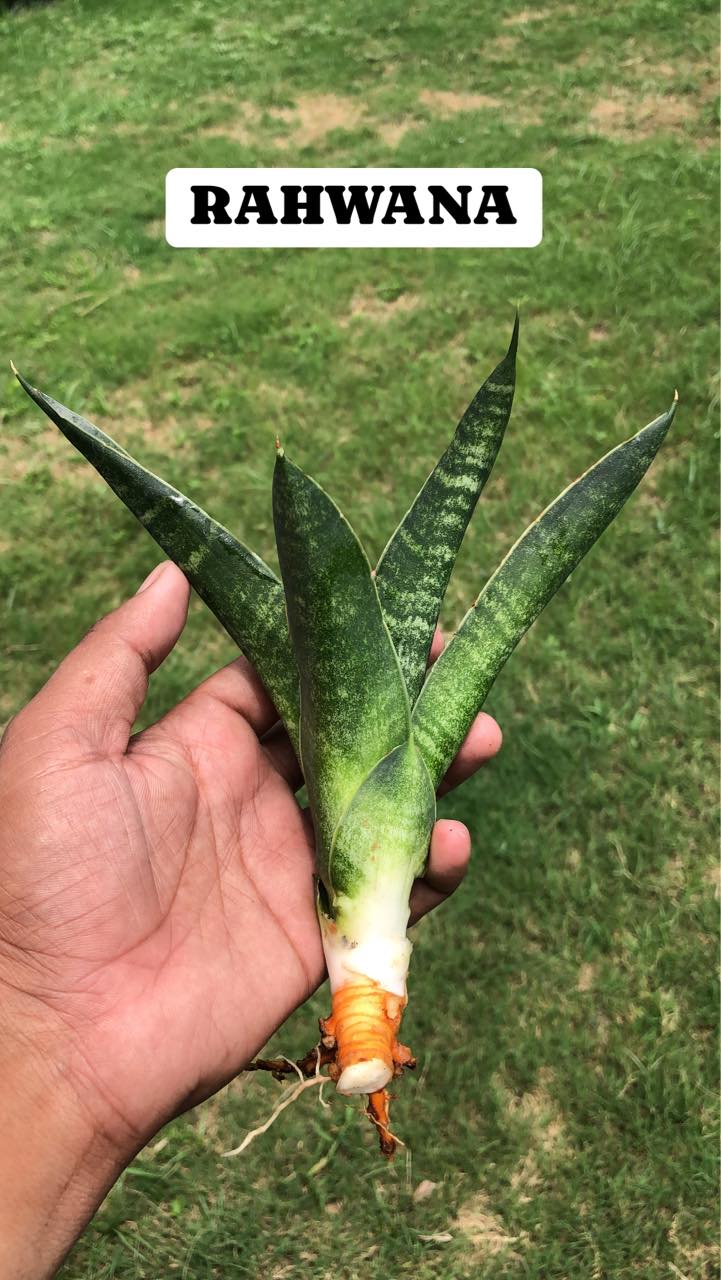 COMBO OF Eight Indonesian Hybrids of Sansevieria named on Hindu Gods and Godesses and from Hindu Mythology