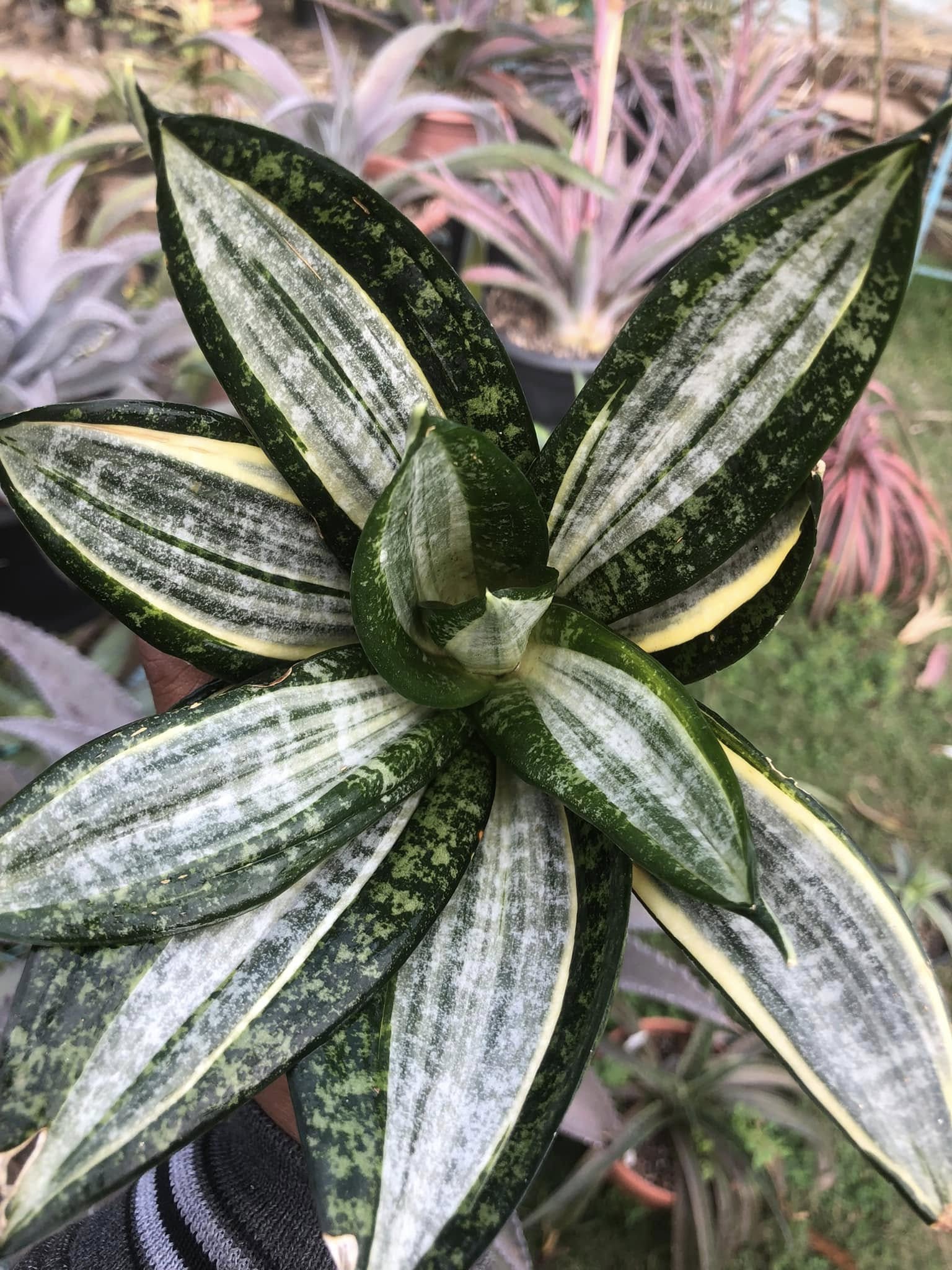 Sansevieria Hahnii Silver Zebra