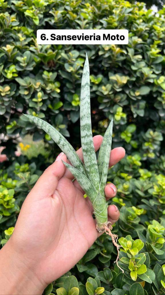 Sansevieria Combo Offer Of 6 (J)