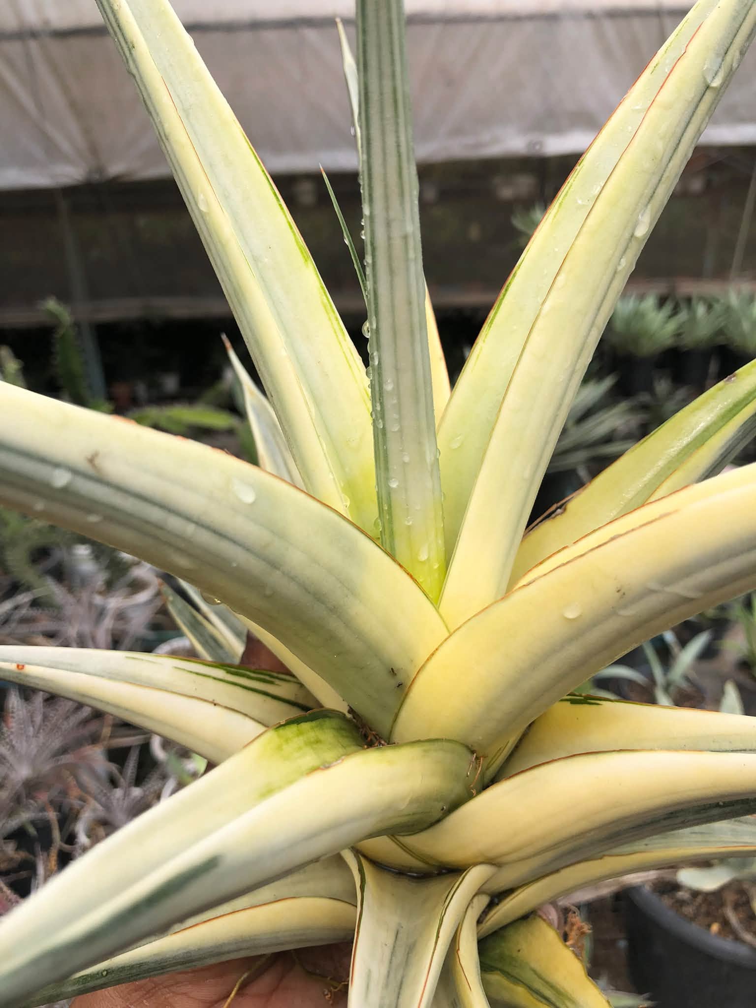 SANSEVIERIA SNOW WHITE