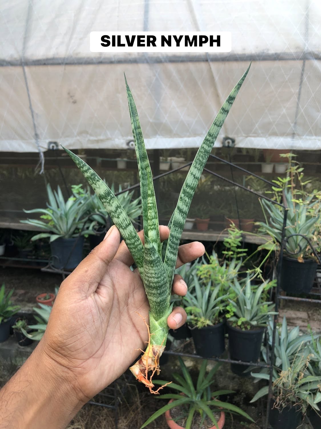 Combo No 23 : Six Sansevieria