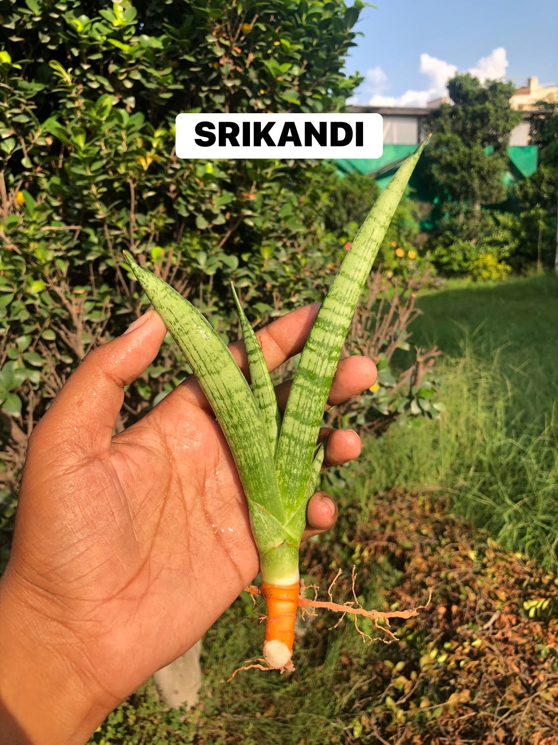 Combo No 25 :&nbsp; 10 Hybrids of Names from Indian mythology Gods/Godesses.