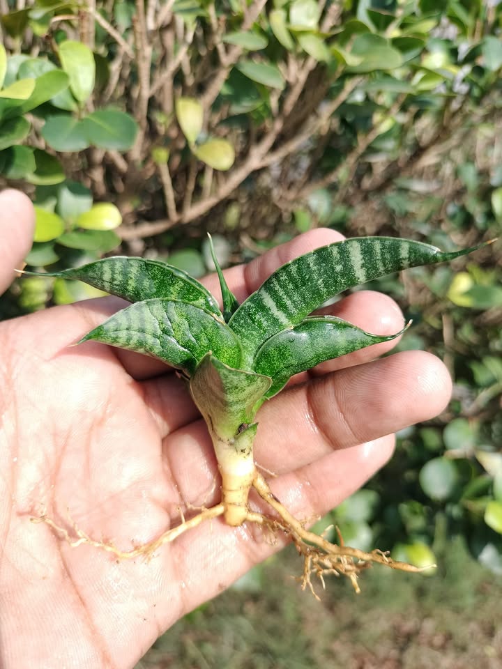 Sansevieria Combo of 7 Plants