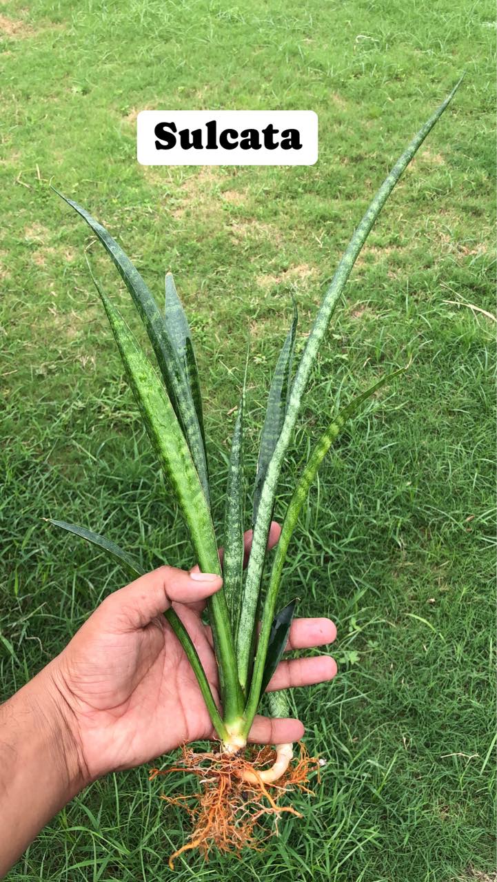 Sansevieria Combo Offer Of 7 (V)