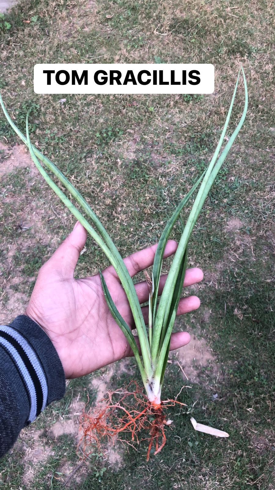 Combo of 10 different Sansevieria