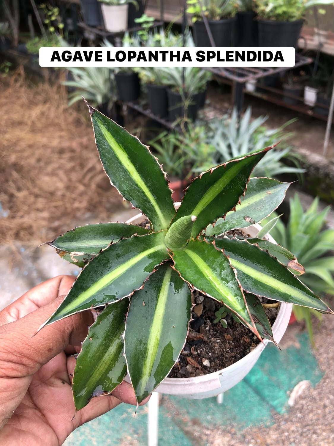 Combo No 18 : Twelve Popular Agaves and Mangaves