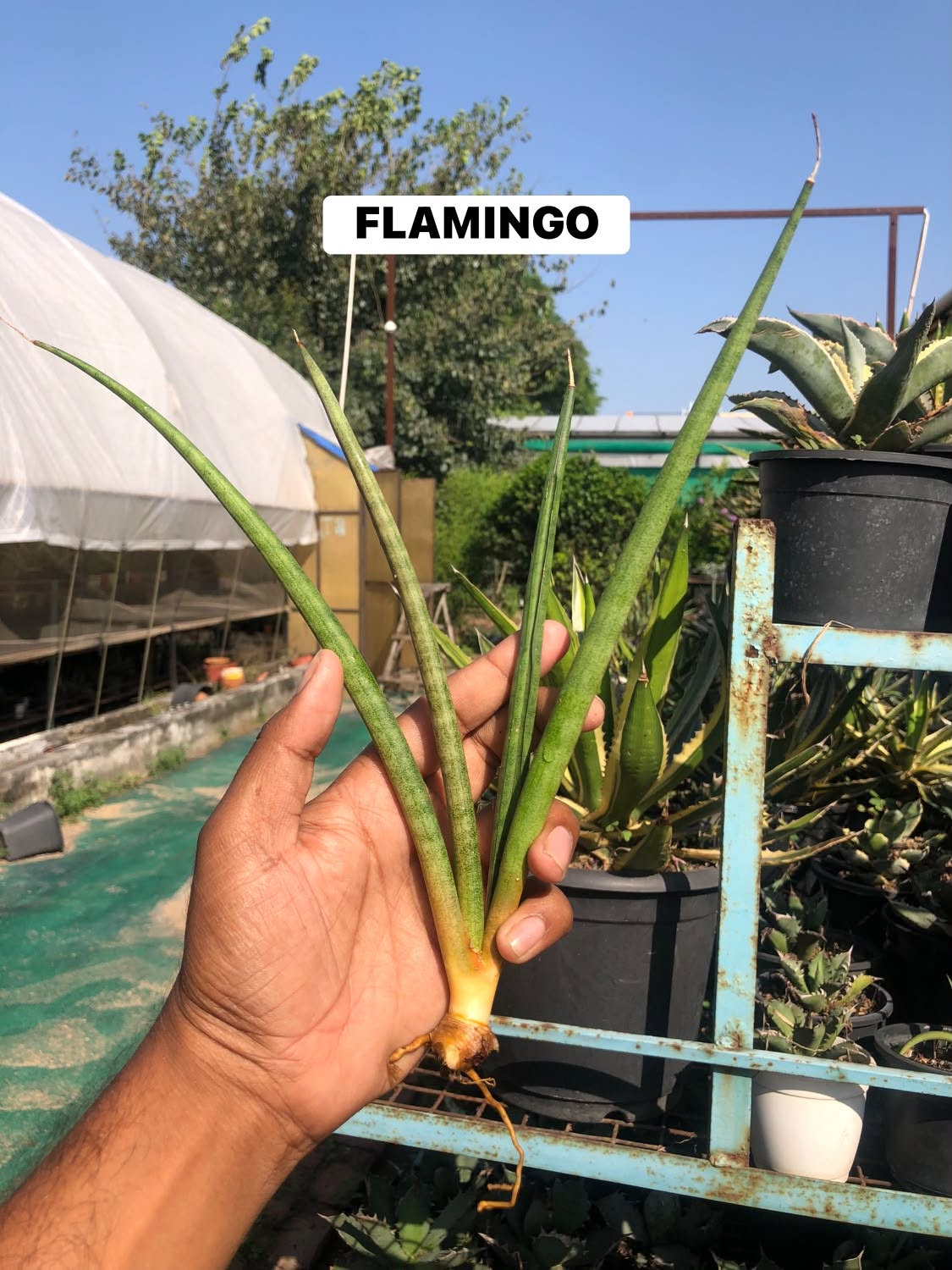COMBO NO. 37 : Combo of 10 sansevieria
