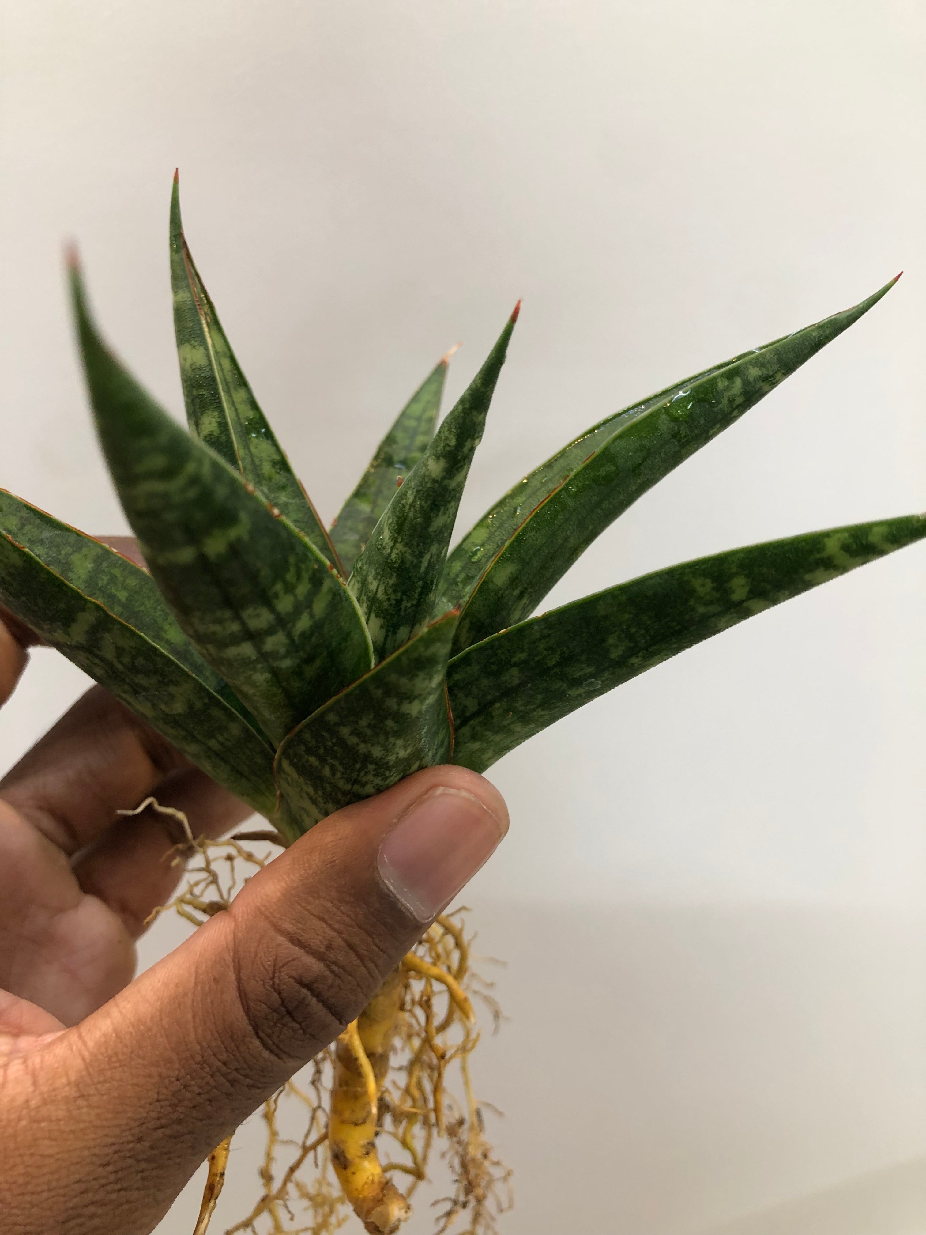 Sansevieria STAR GATE LARGE