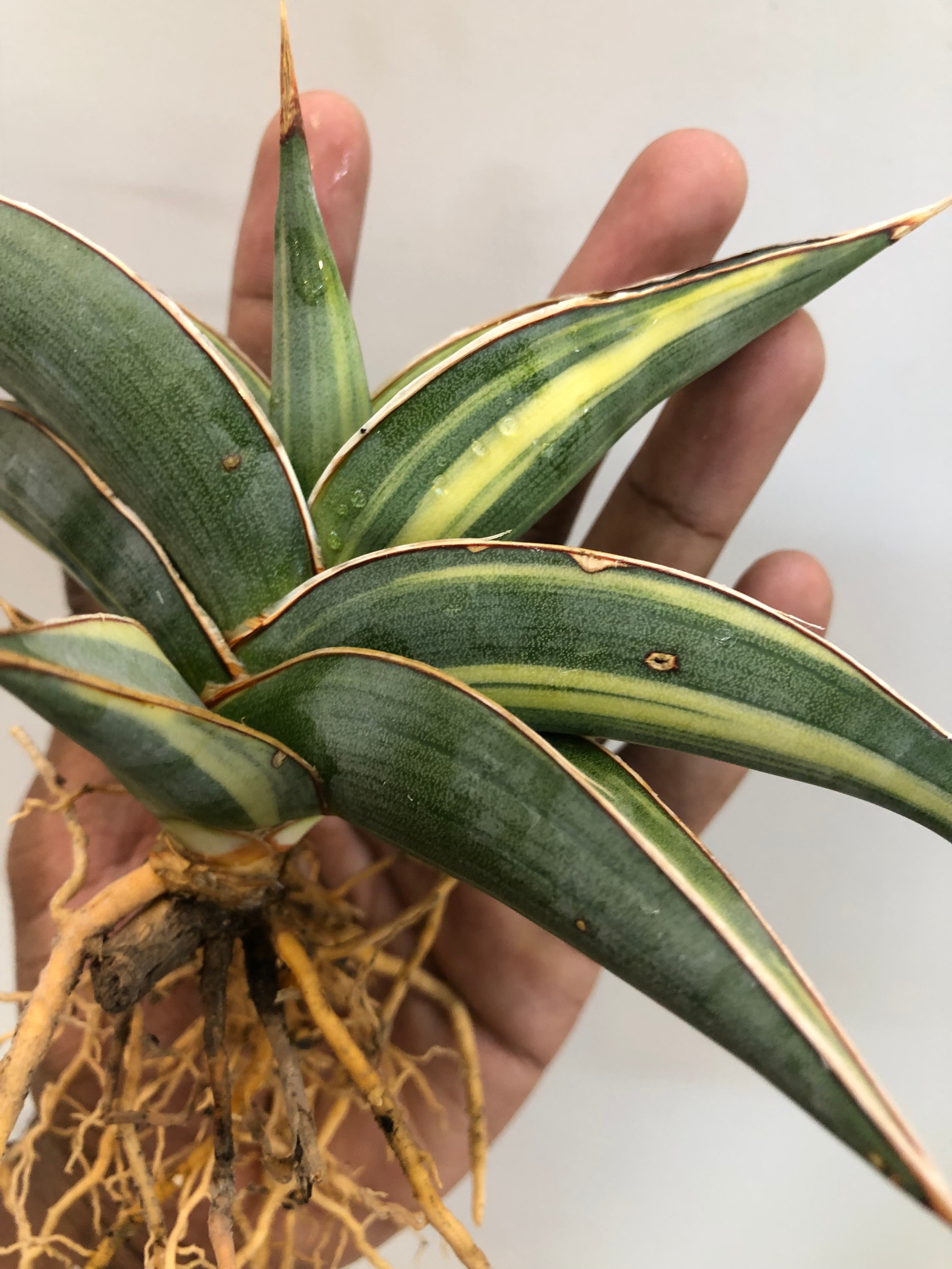 Sansevieria JBT SILVER