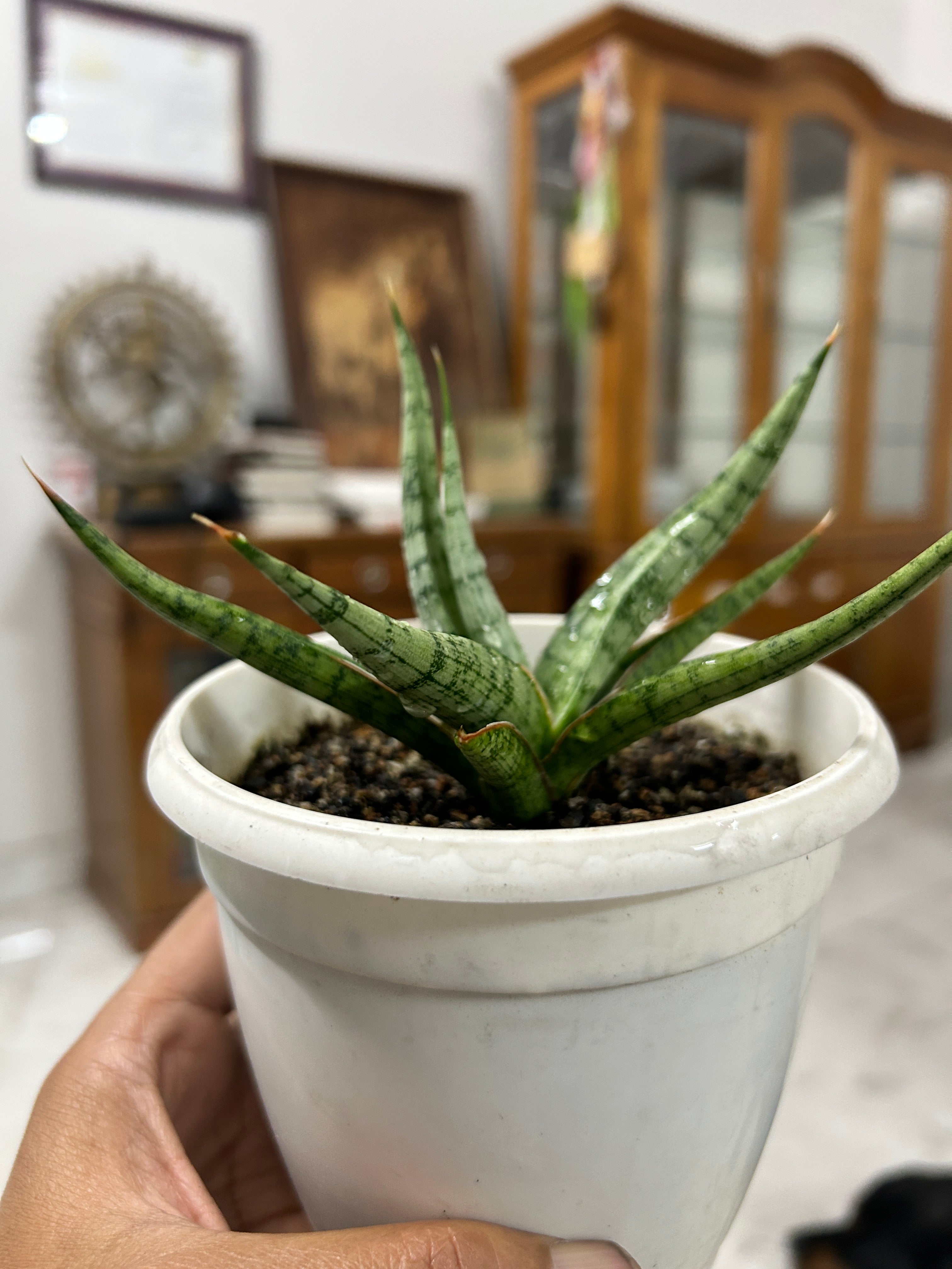 Sansevieria RUDAL