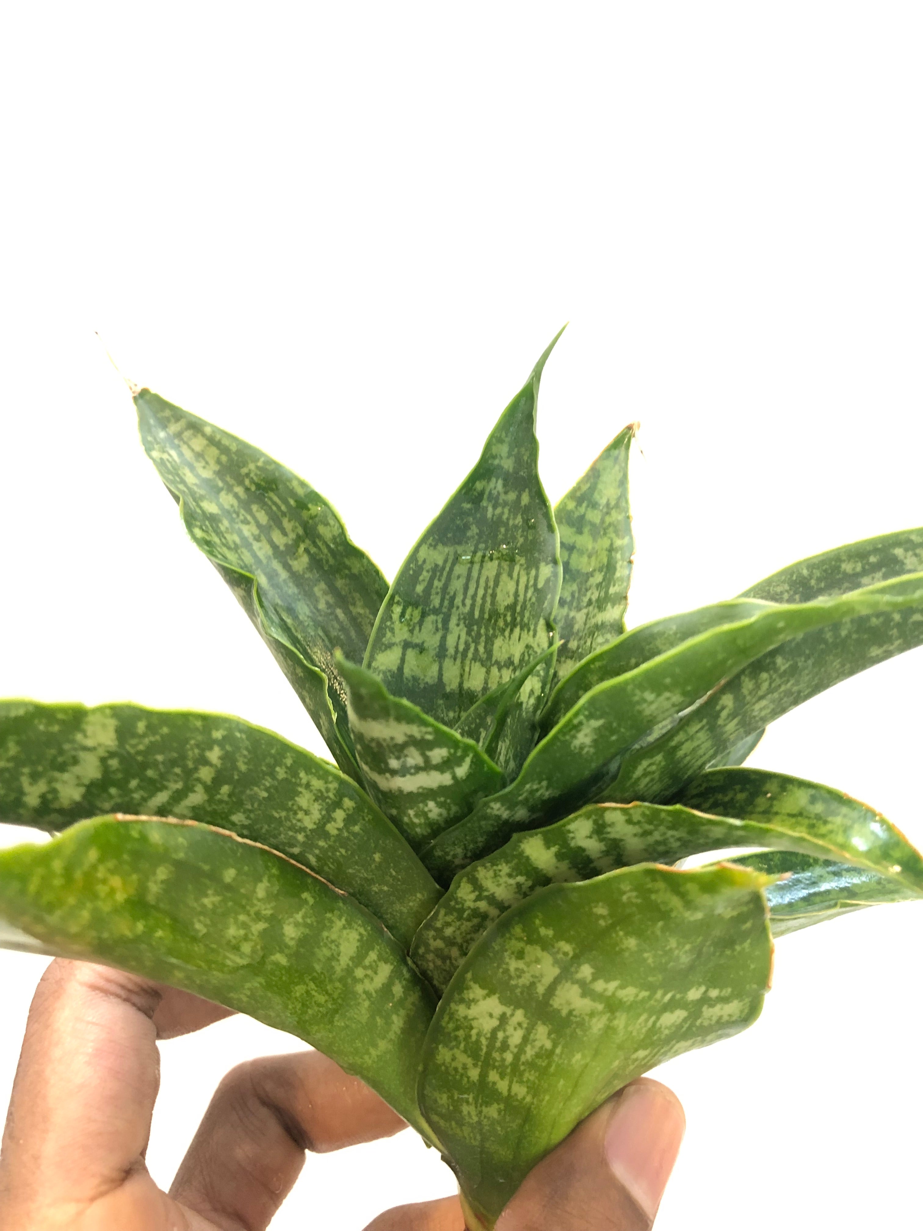 Sansevieria SINTA (THATS HOW MATA SITA IS ADDRESSED IN INDONESIA)