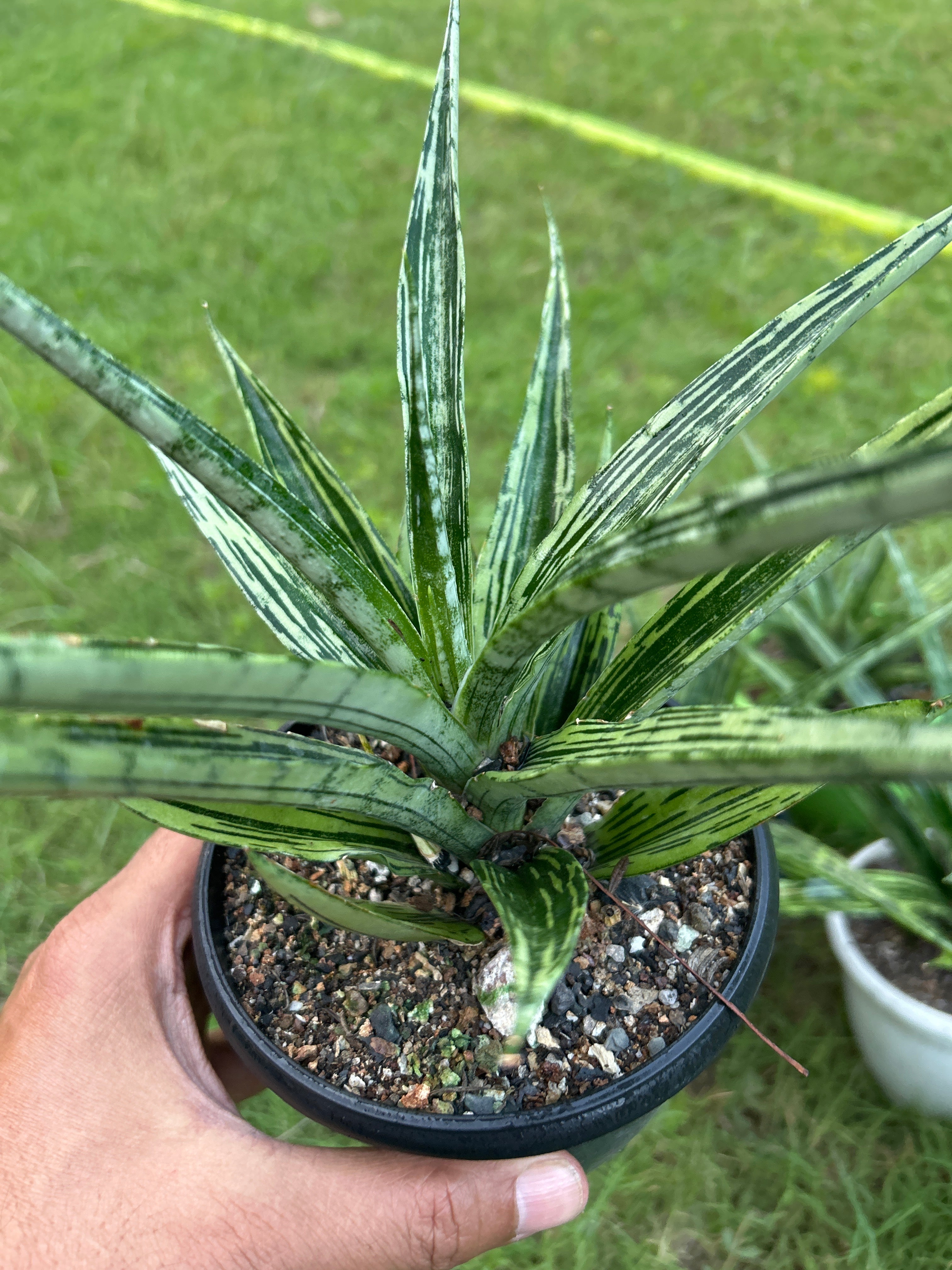Sansevieria FON PRUM