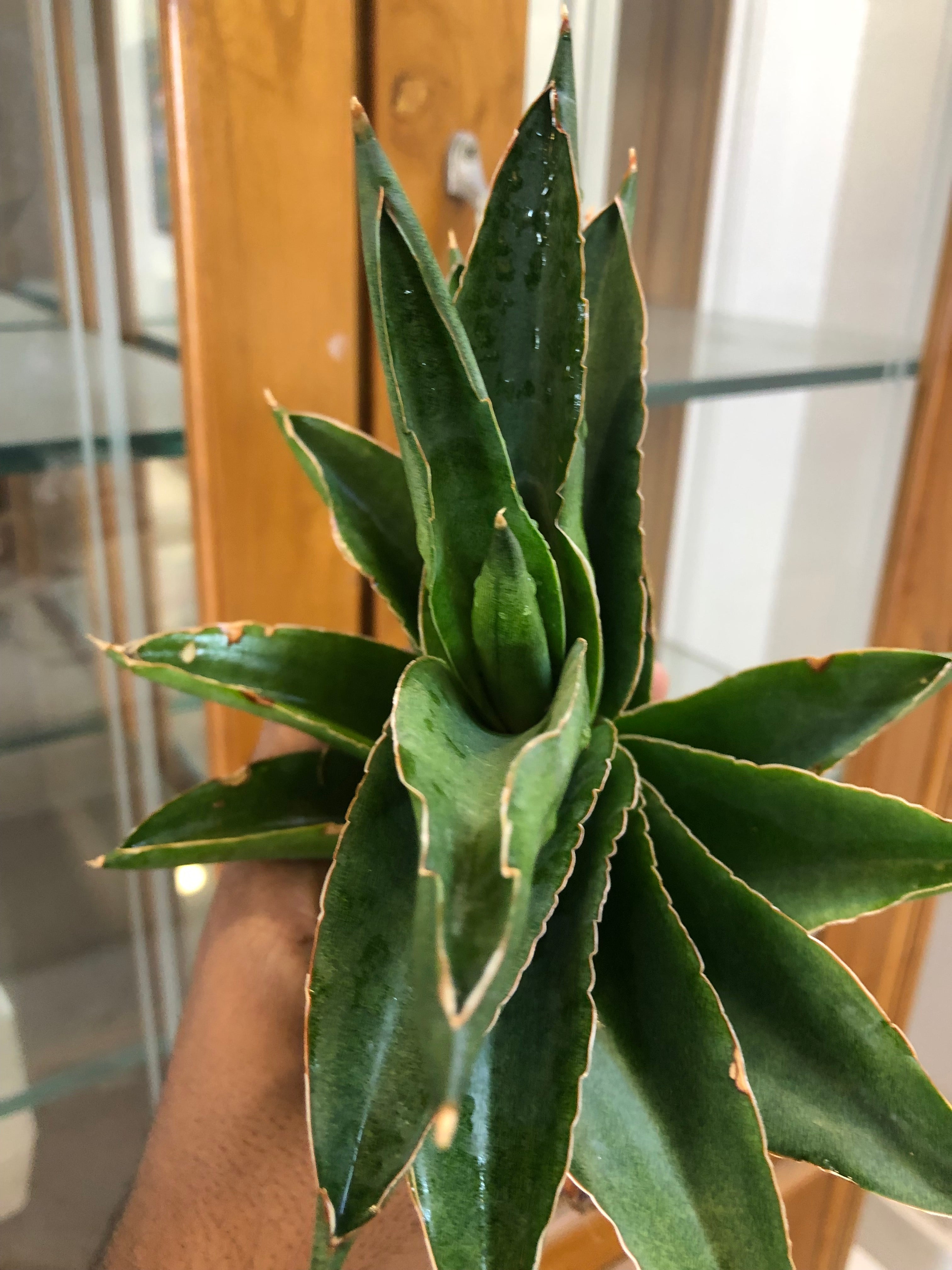 Sansevieria Andaman – Exotic Compact Indoor Plant