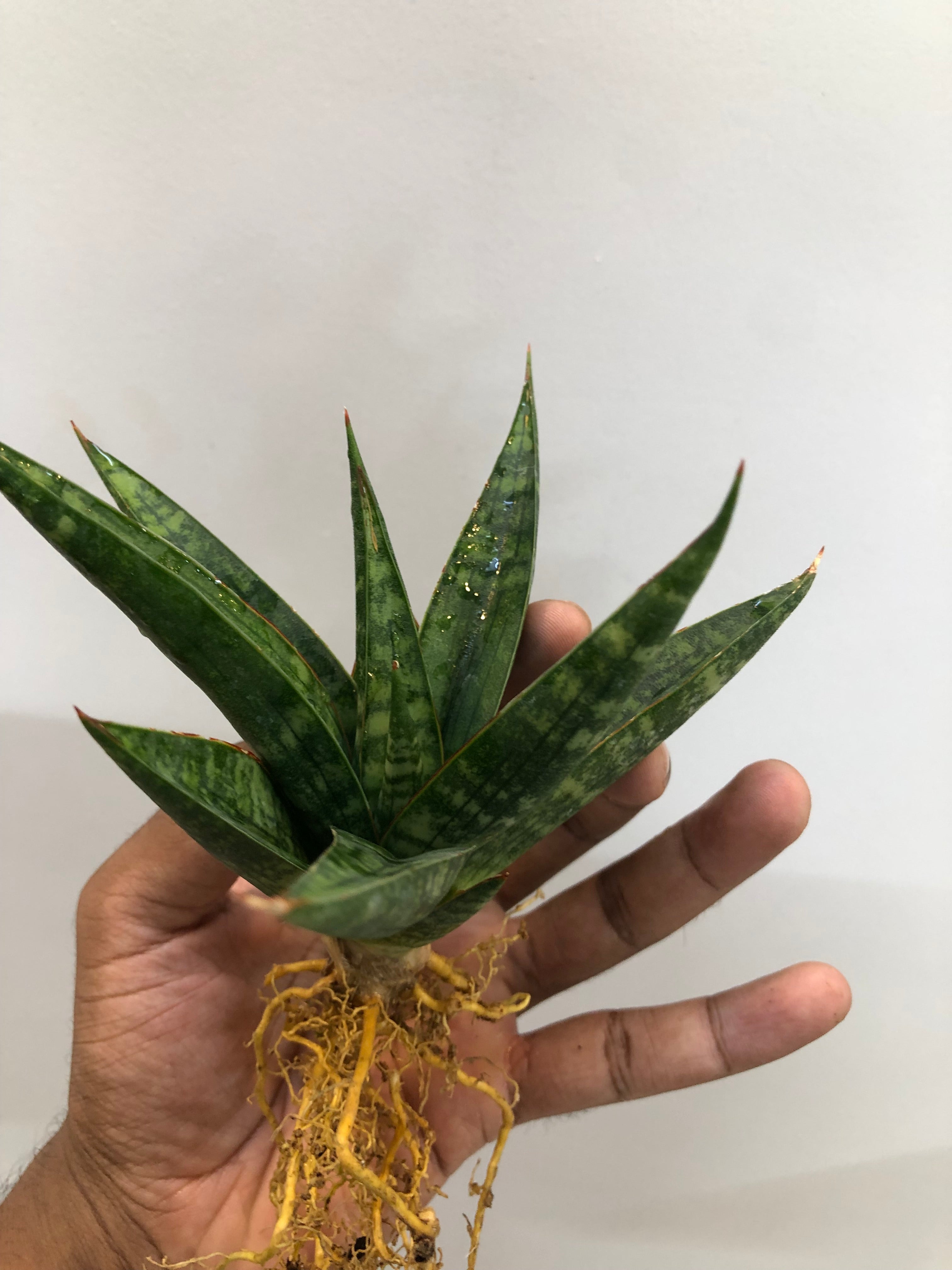 Sansevieria STAR GATE LARGE