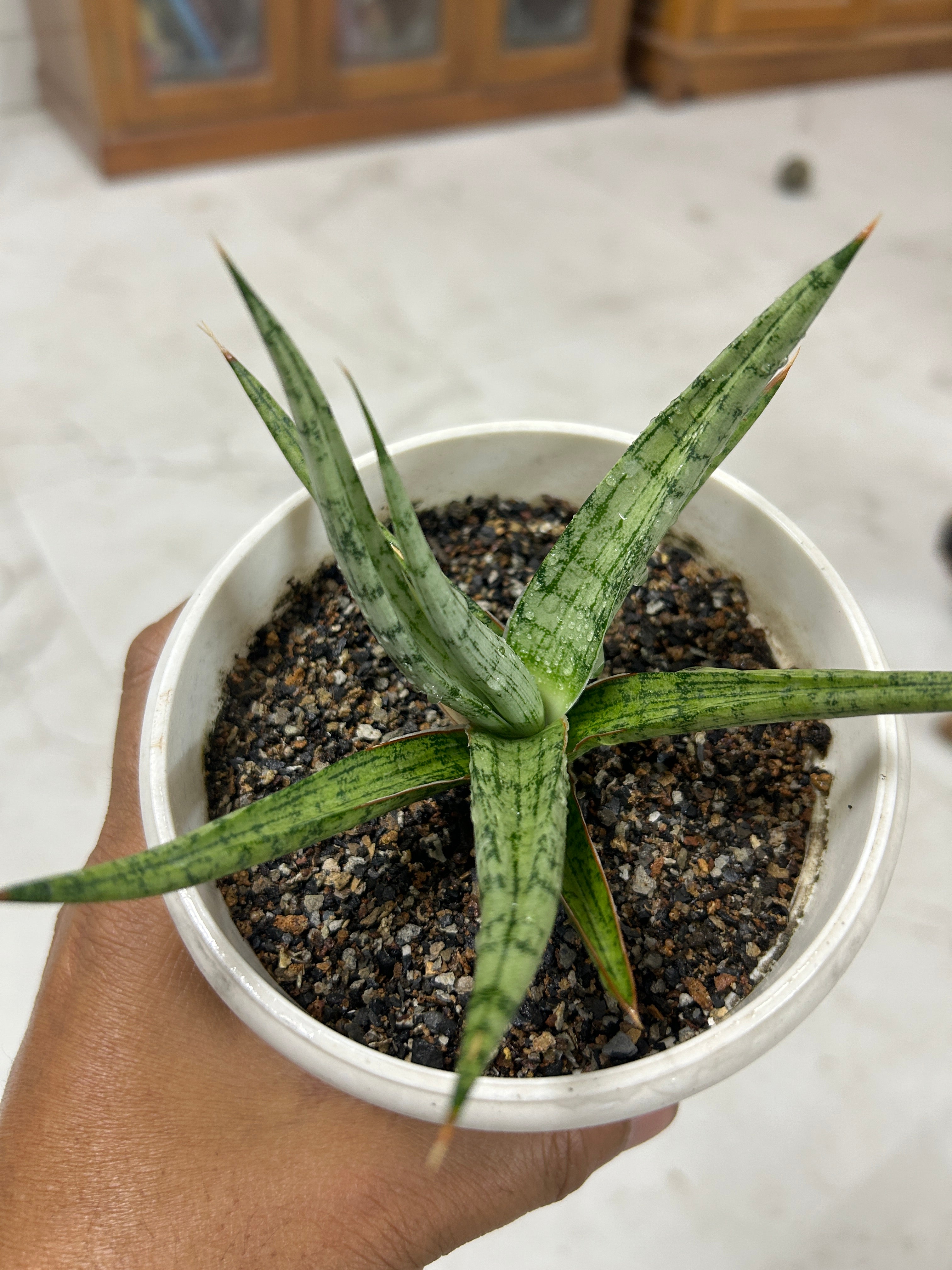 Sansevieria RUDAL
