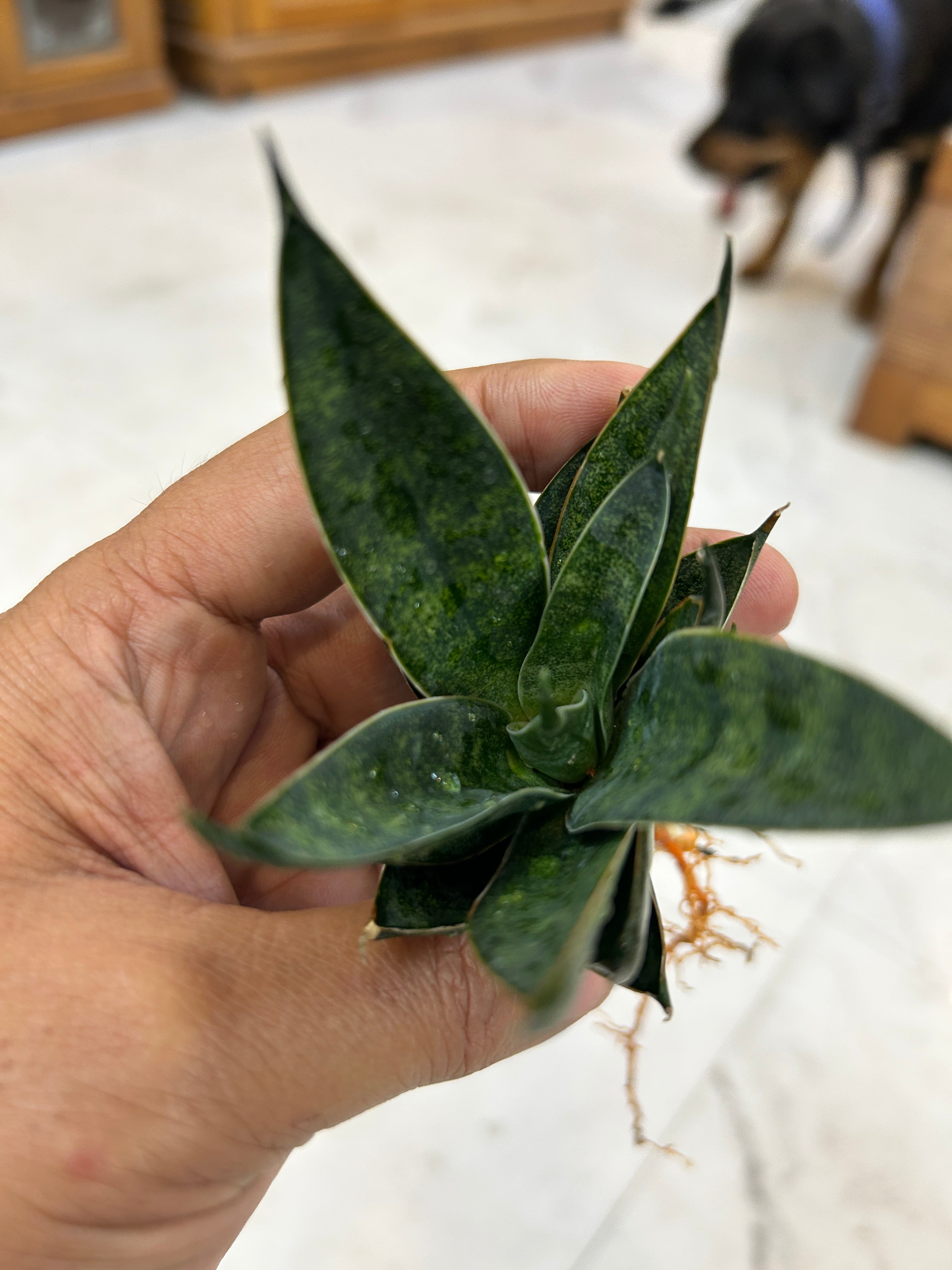 Sansevieria BLACK ANTS