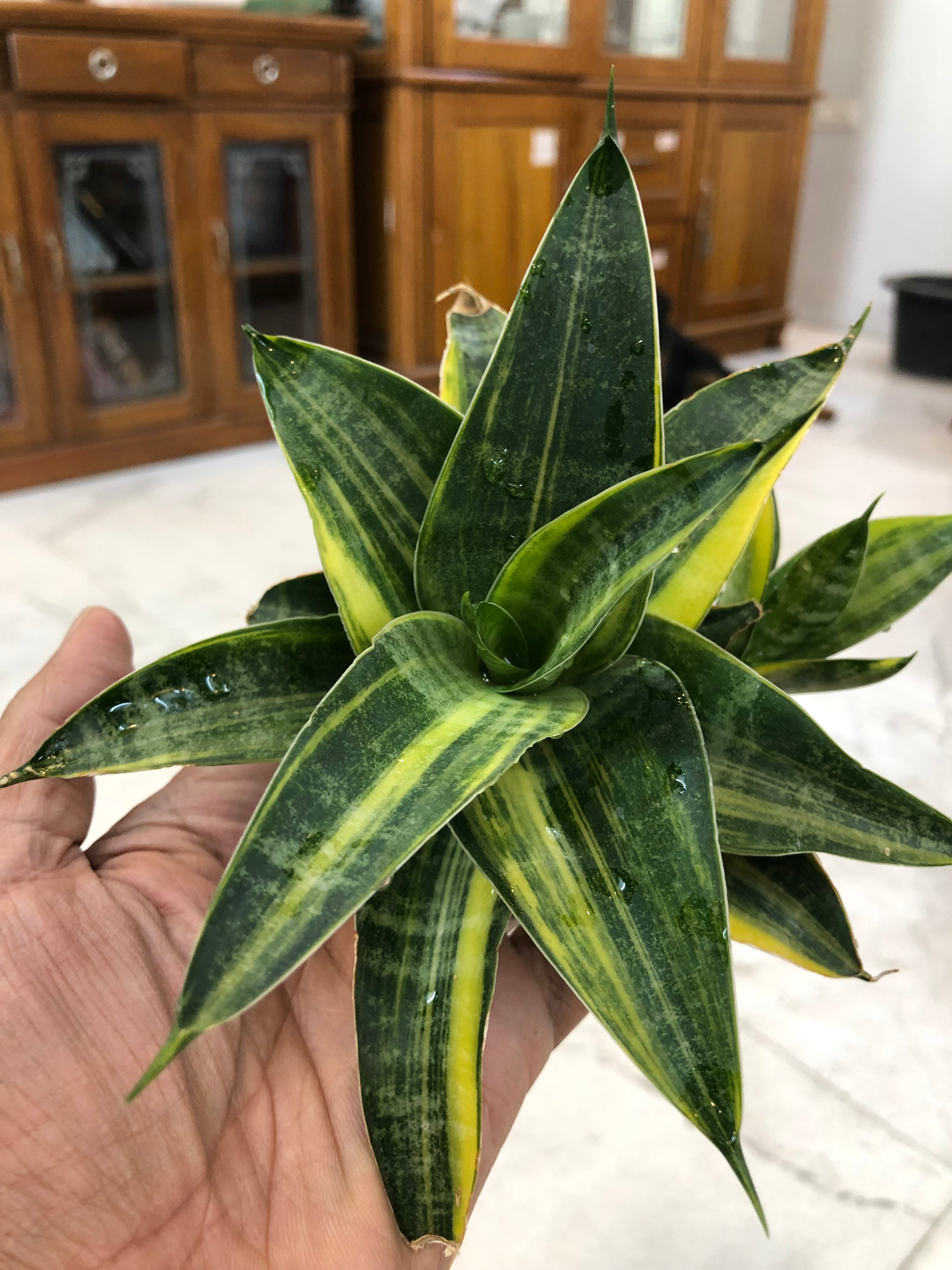 Sansevieria ARIELLA VARIEGATED