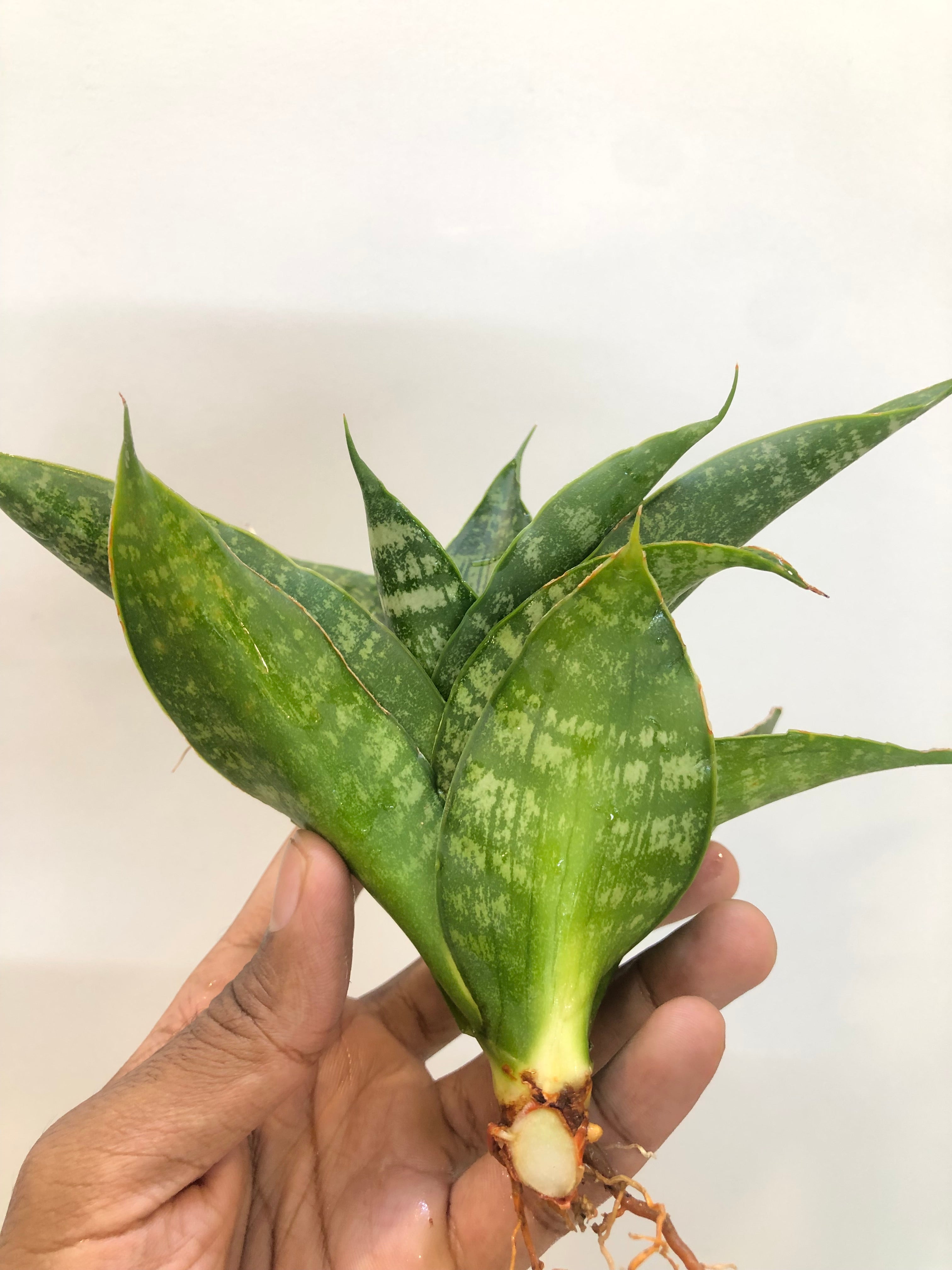 Sansevieria SINTA (THATS HOW MATA SITA IS ADDRESSED IN INDONESIA)