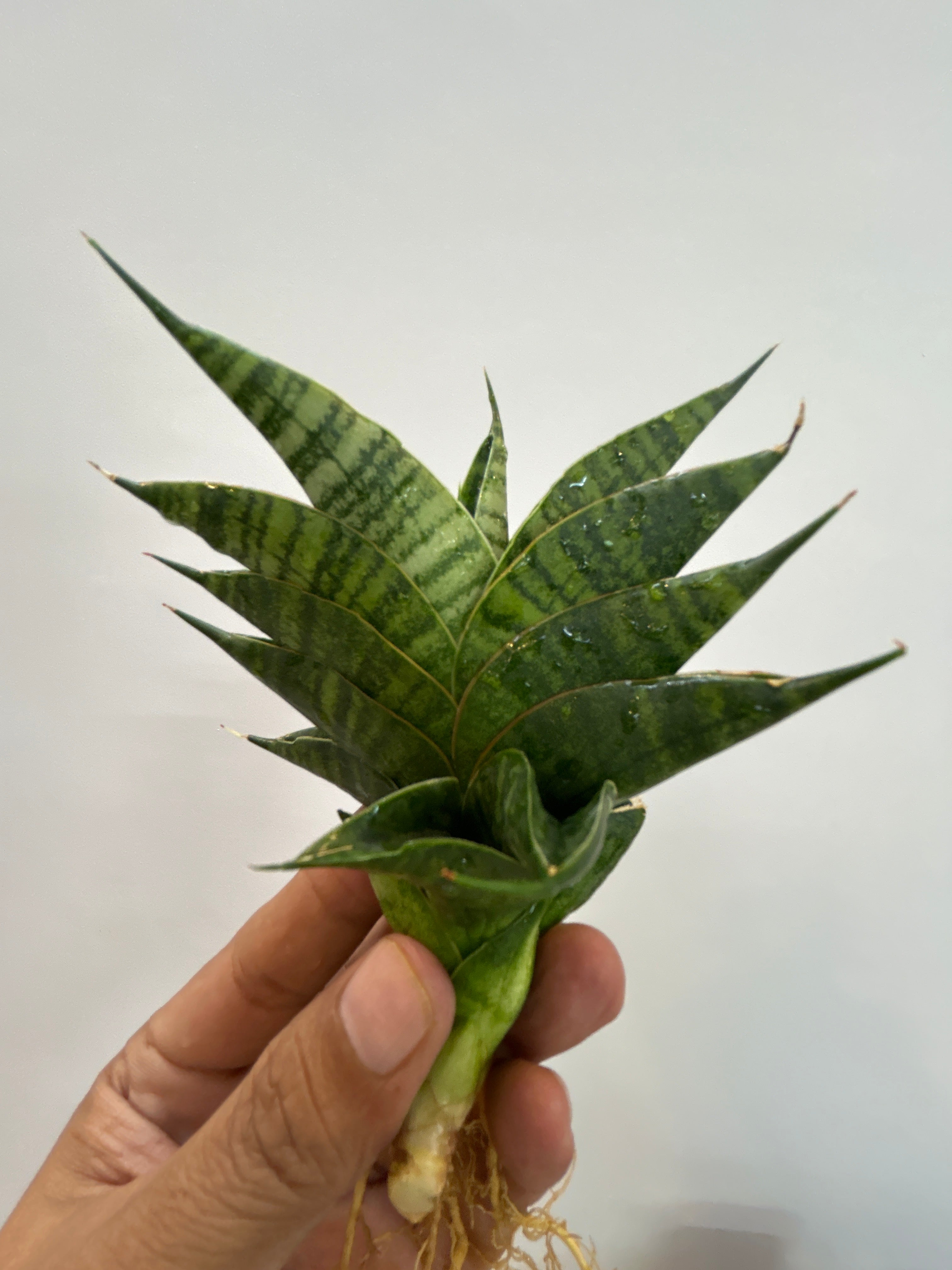 Sansevieria SINDORO