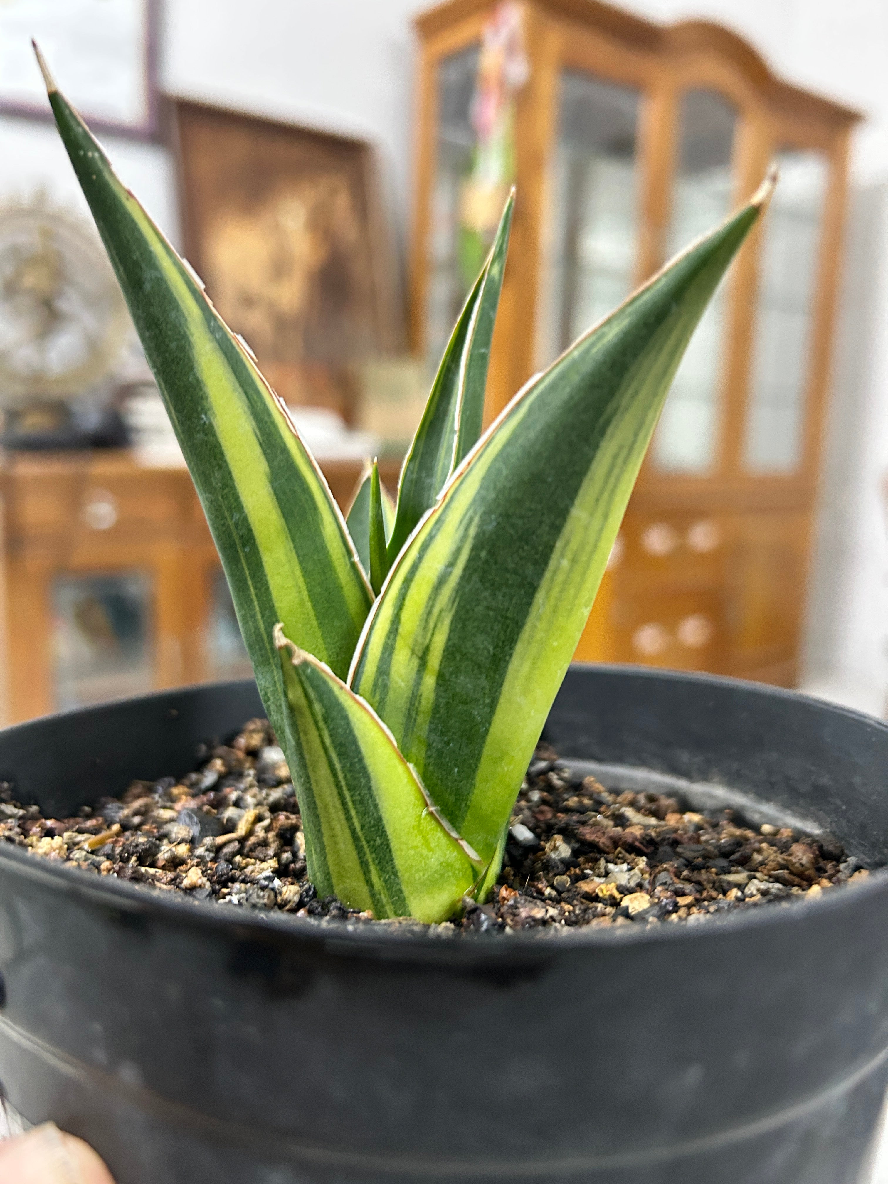 Sansevieria LUNA VARIEGATED