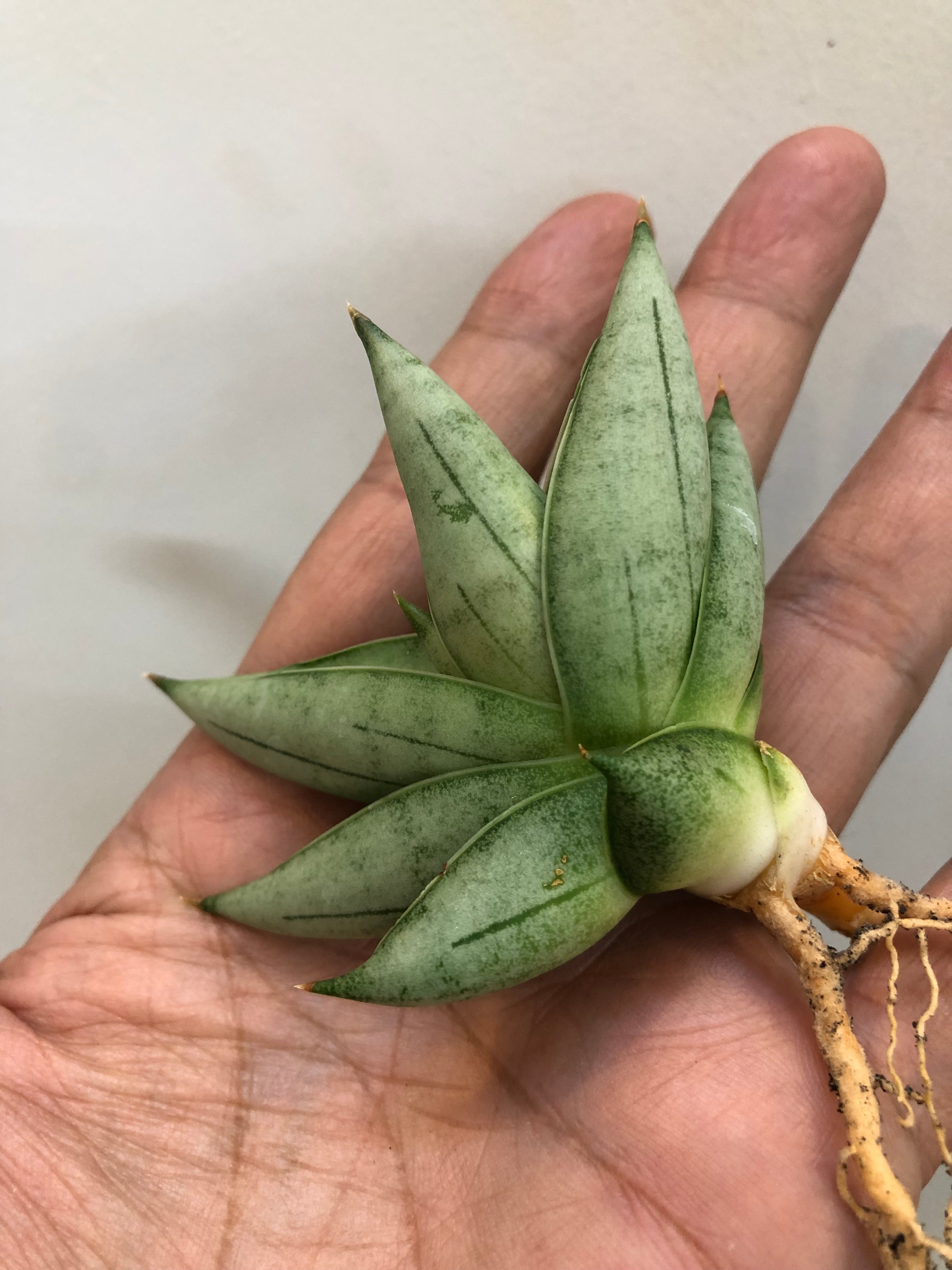Sansevieria NILIN