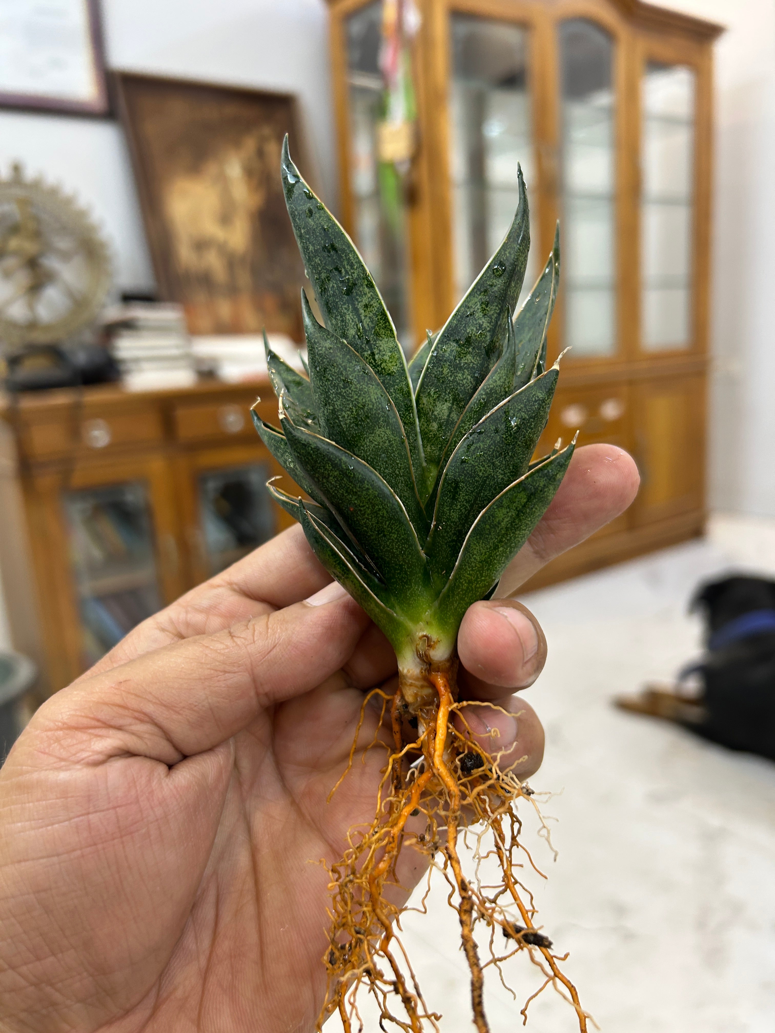 Sansevieria BLACK ANTS