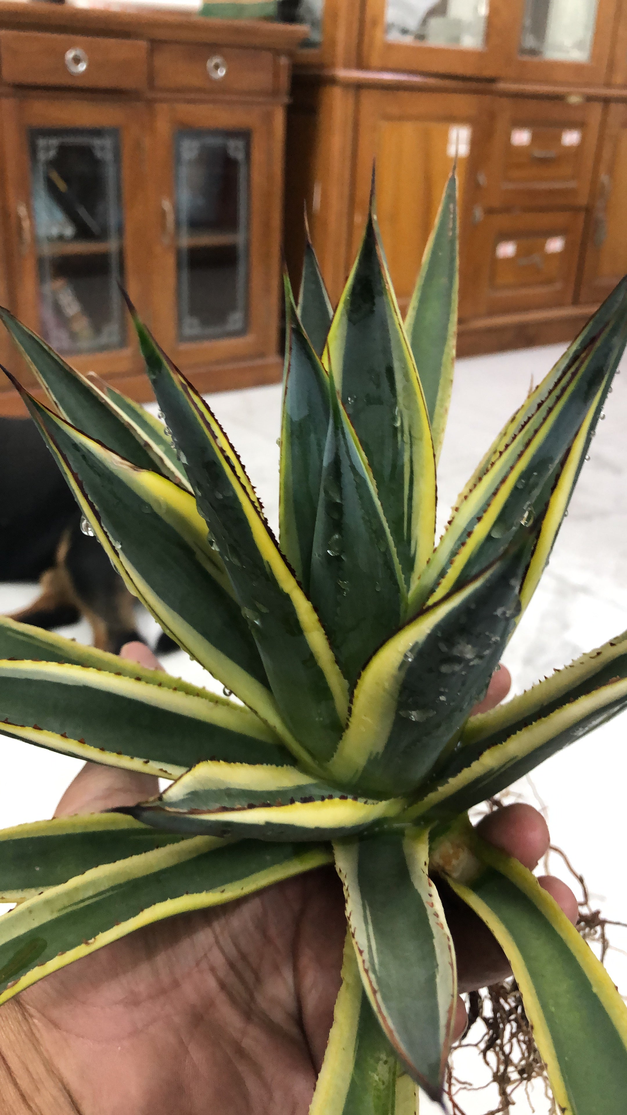 Agave SUNGLOW
