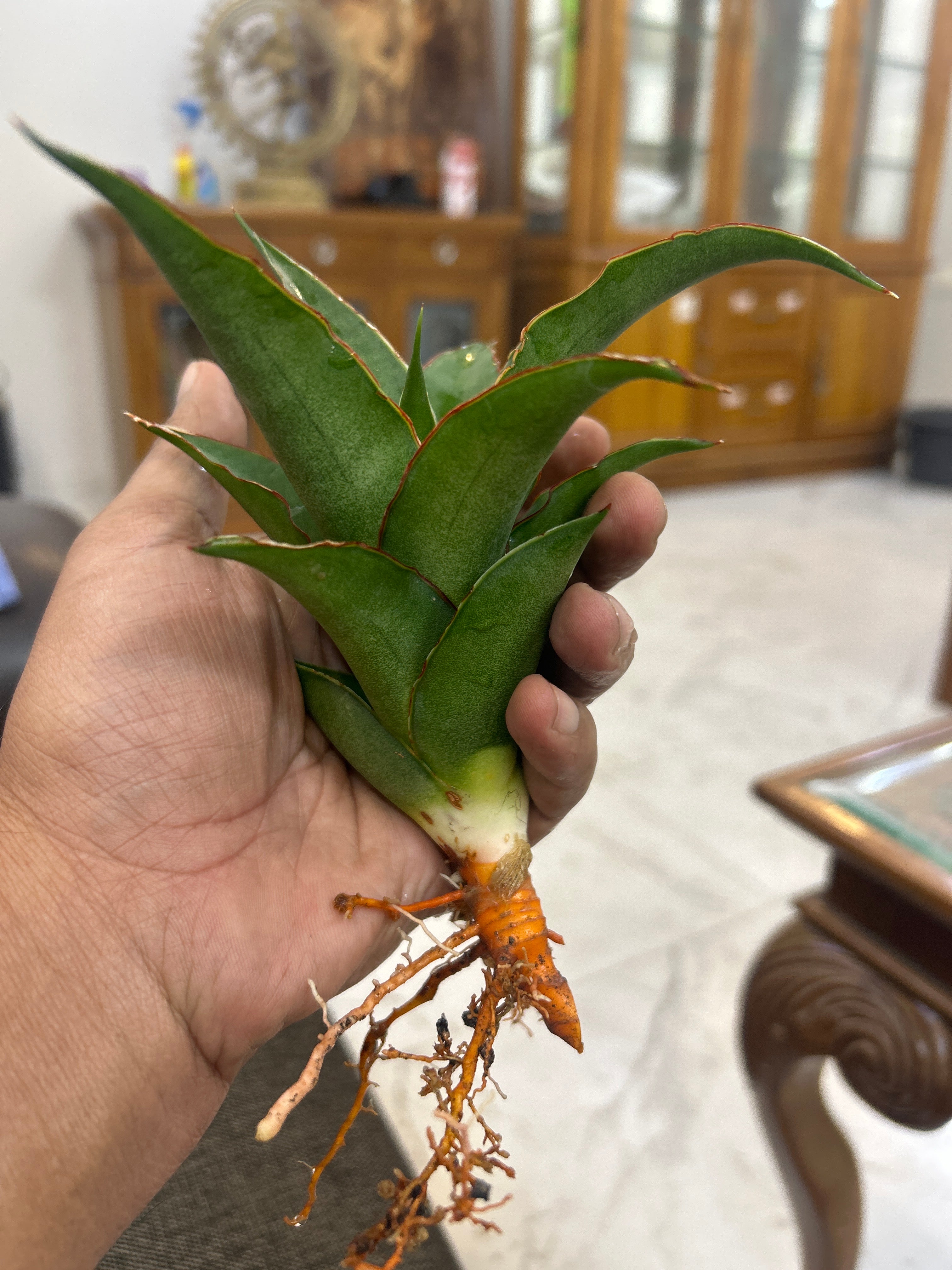 Sansevieria PUYEK