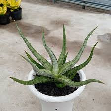Sansevieria RUDAL