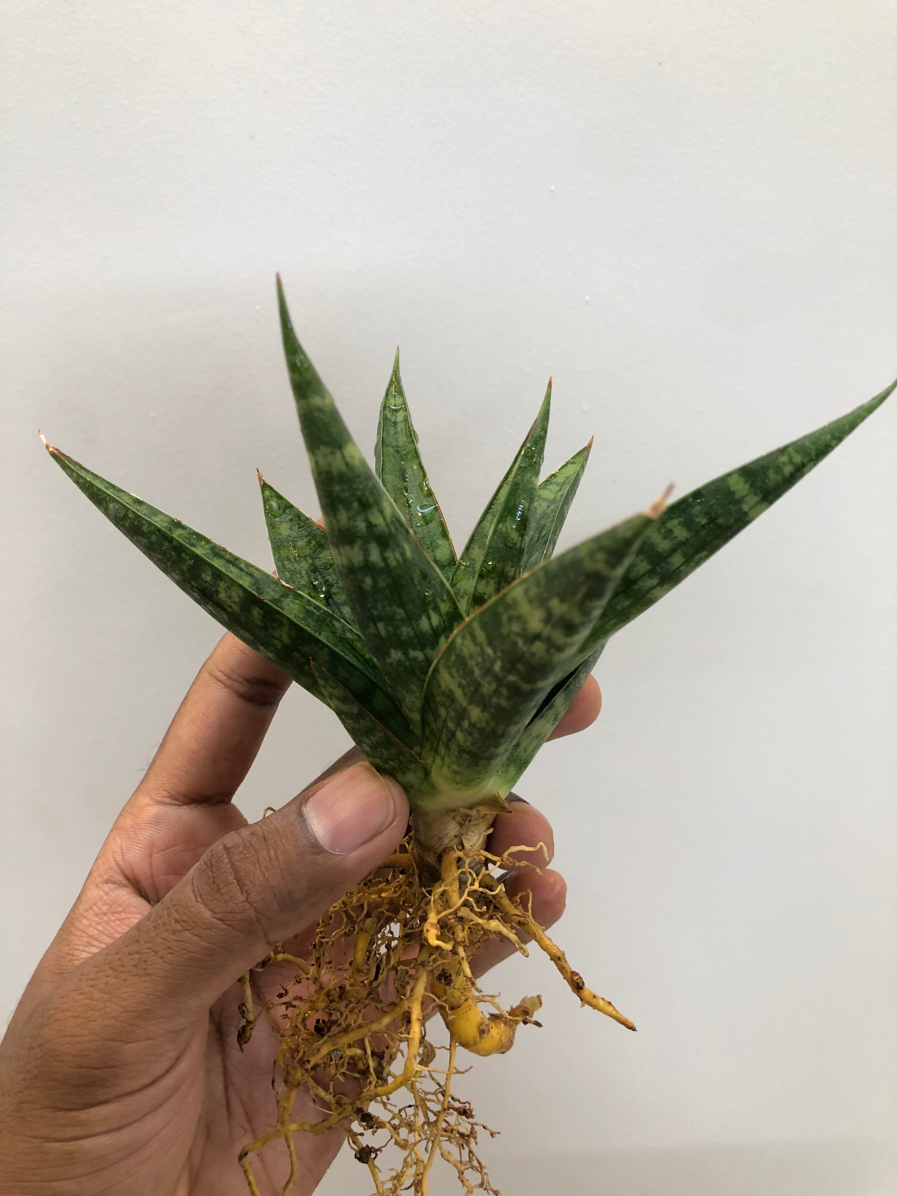 Sansevieria STAR GATE LARGE