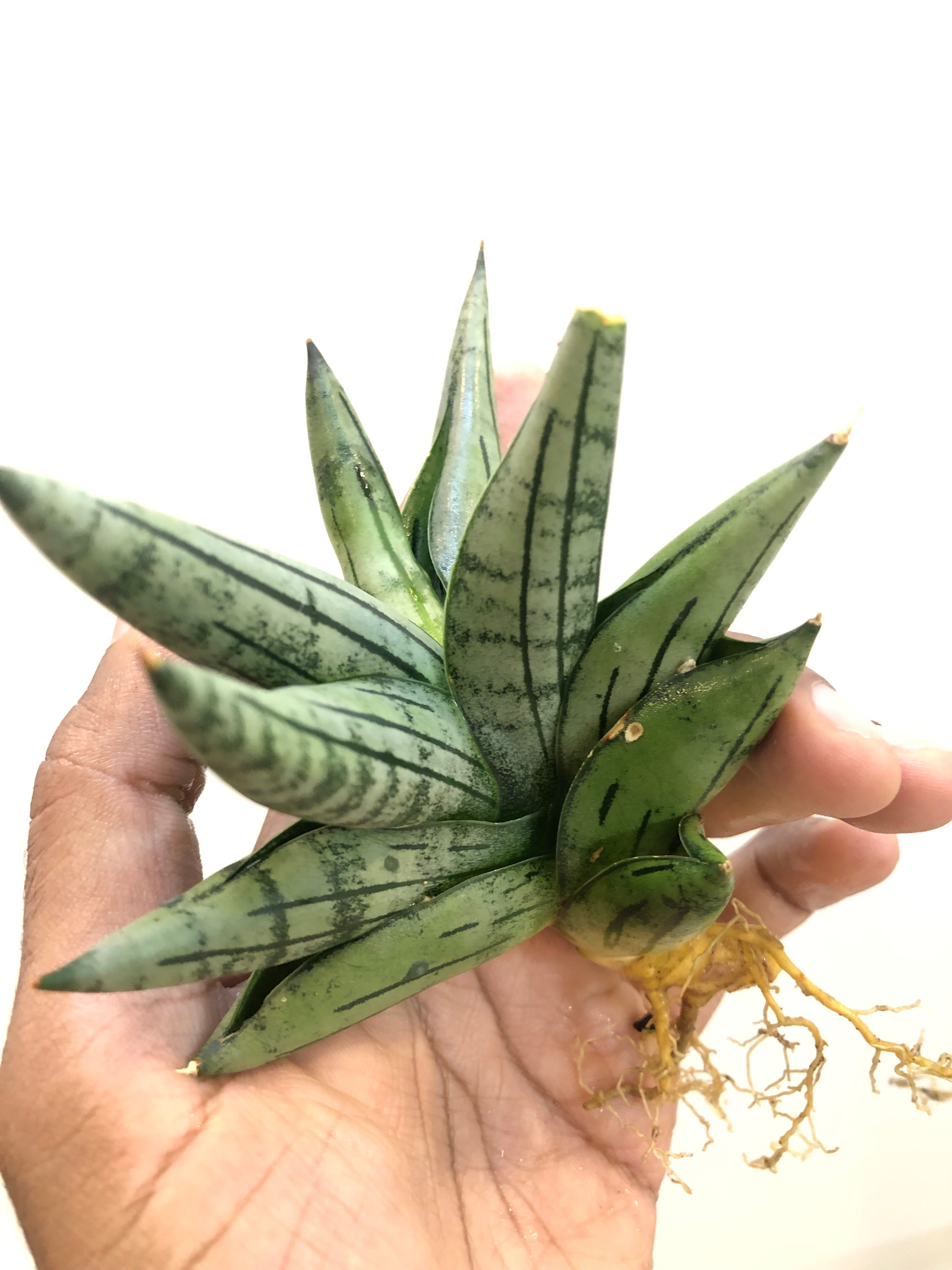 Sansevieria Melon – Stylish Rare Indoor Snake Plant