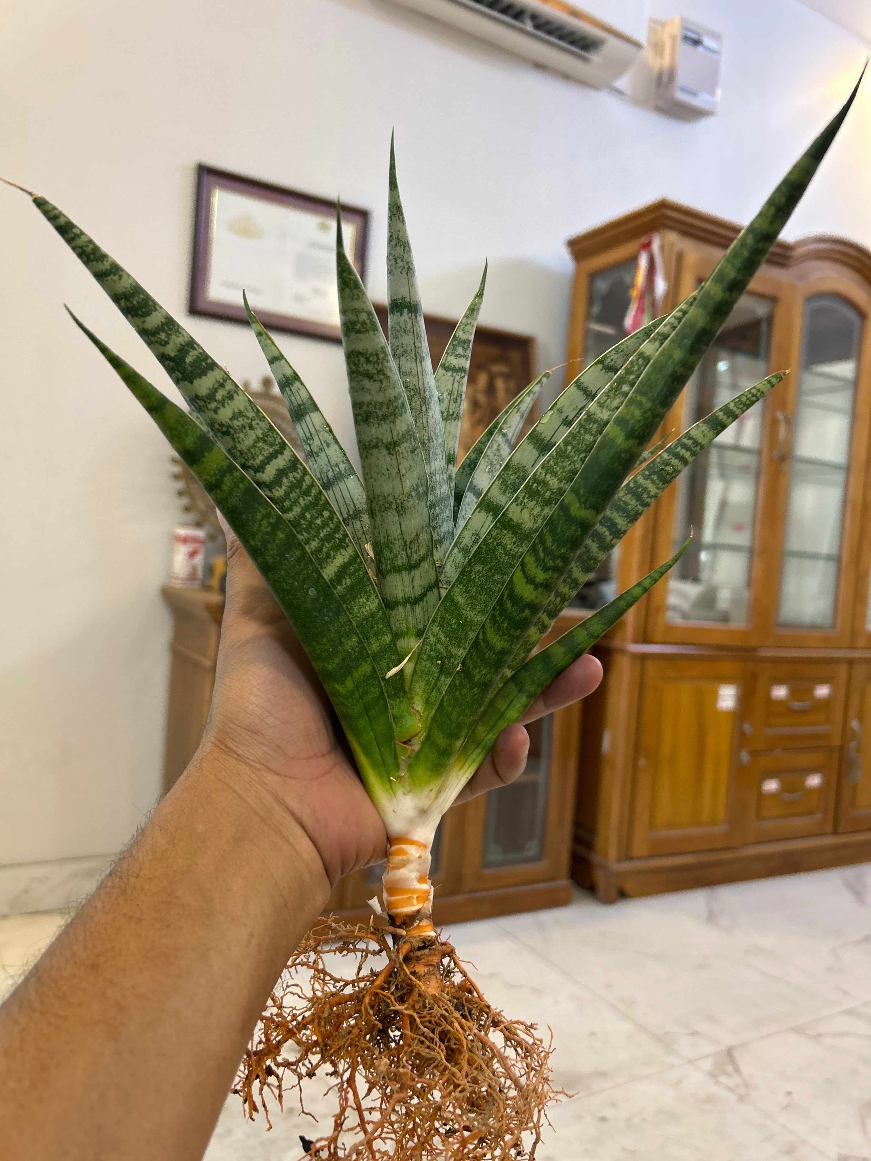 Sansevieria CHAIYO