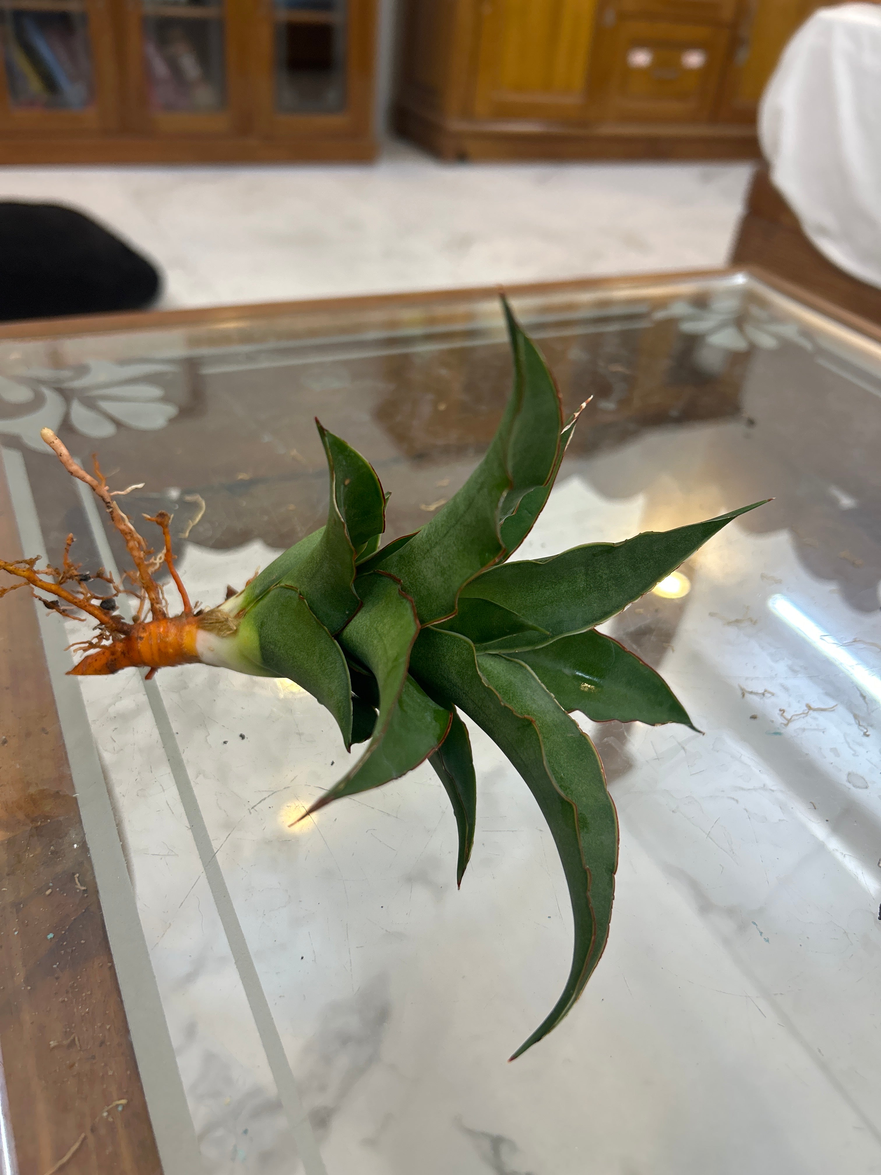 Sansevieria PUYEK