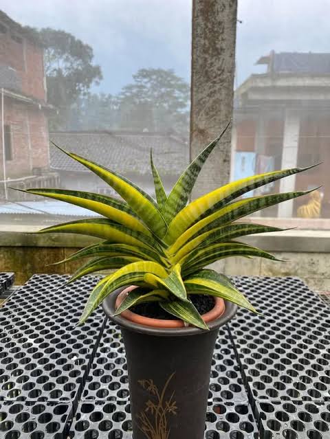 Sansevieria ARIELLA VARIEGATED